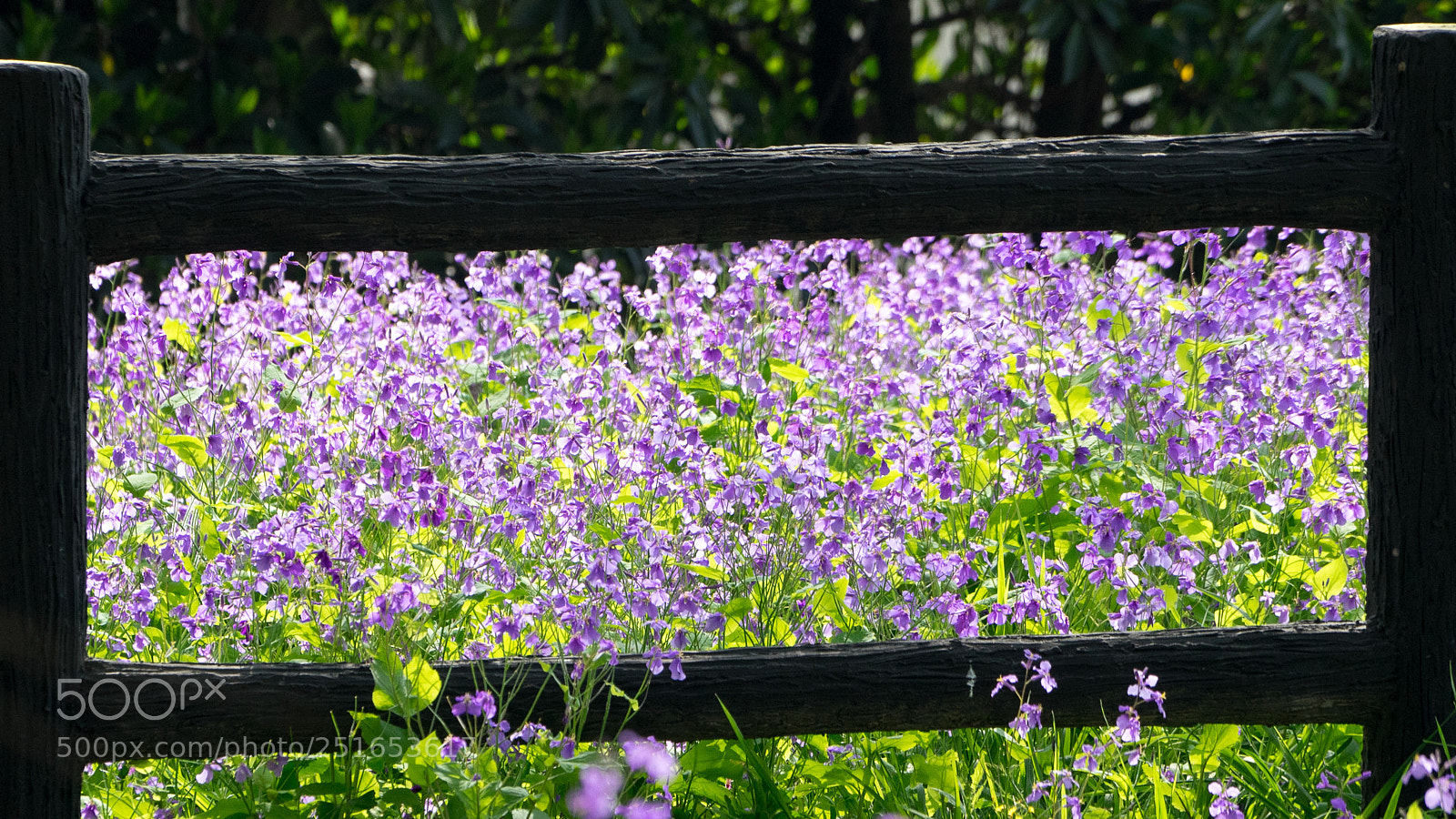 Sony a7 sample photo. Spring #2 photography
