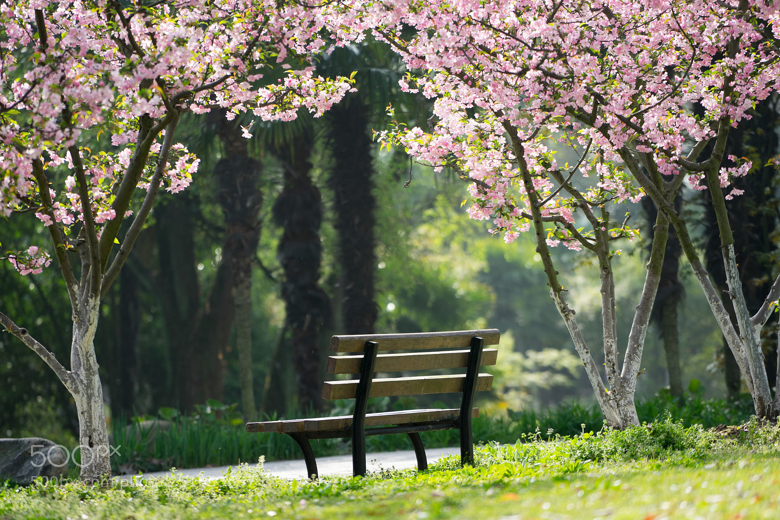 Sony a7 sample photo. Spring #3 photography