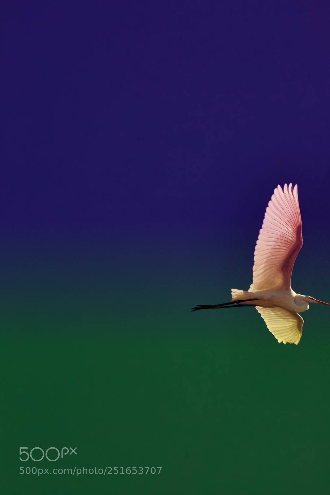 Canon EOS 5D Mark IV sample photo. Flying high photography