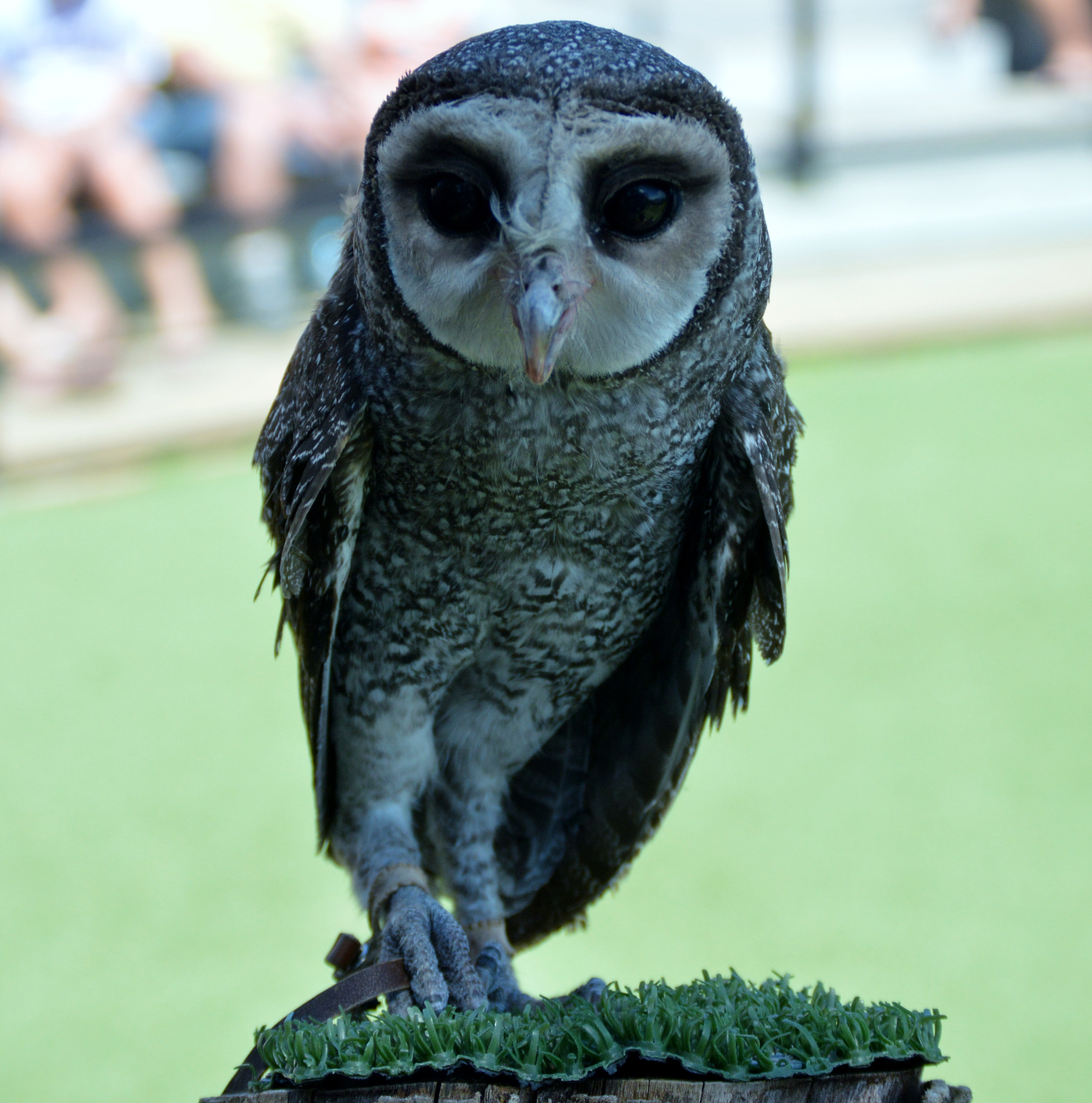 Nikon D3200 sample photo. Barking owl taronga zoo down under photography