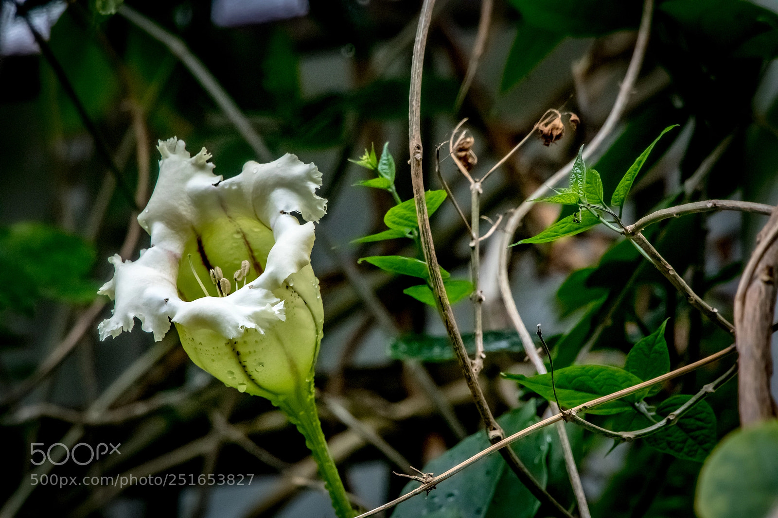 Canon EOS 5D Mark IV sample photo. Look what i found photography