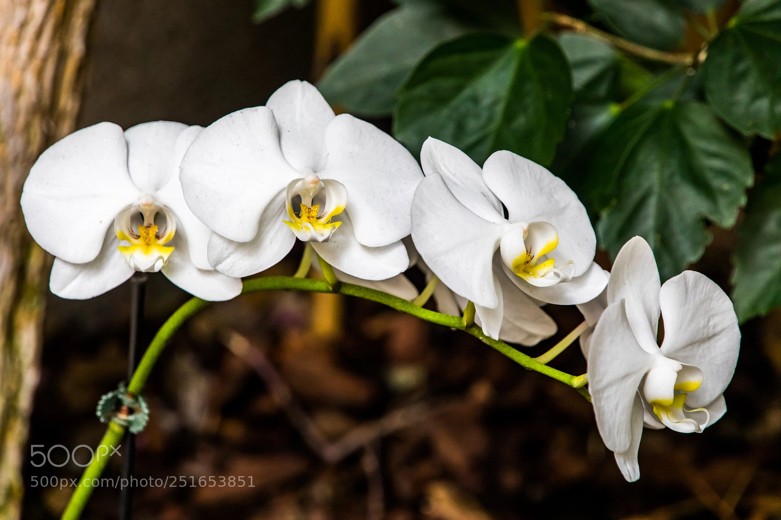 Canon EOS 5D Mark IV sample photo. Orchid harmony photography