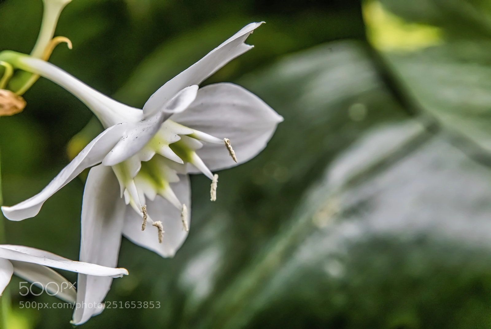 Canon EOS 5D Mark IV sample photo. Posterity photography