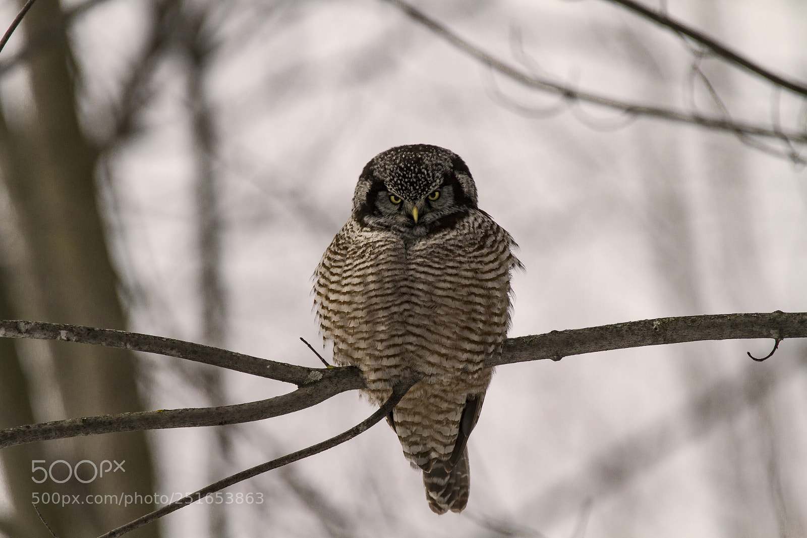 Canon EOS 7D sample photo. Northern hawk owl photography