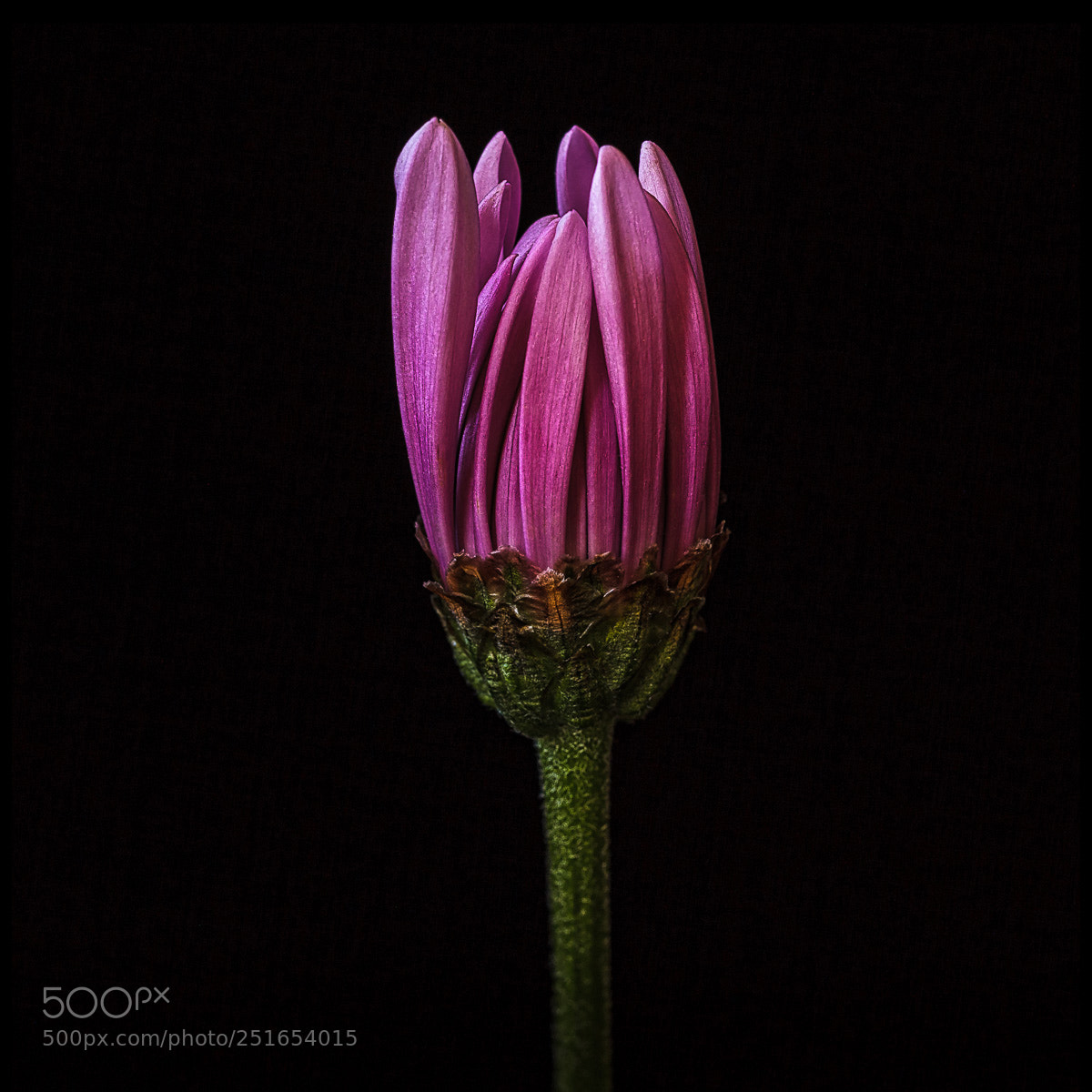 Canon EOS 5D Mark II sample photo. Purple photography