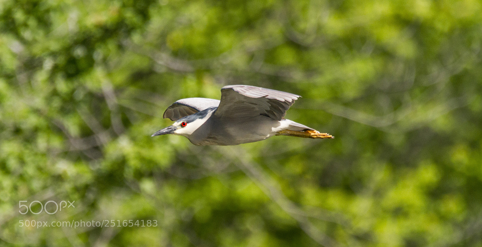 Canon EOS 7D sample photo. Black crowned night heron photography