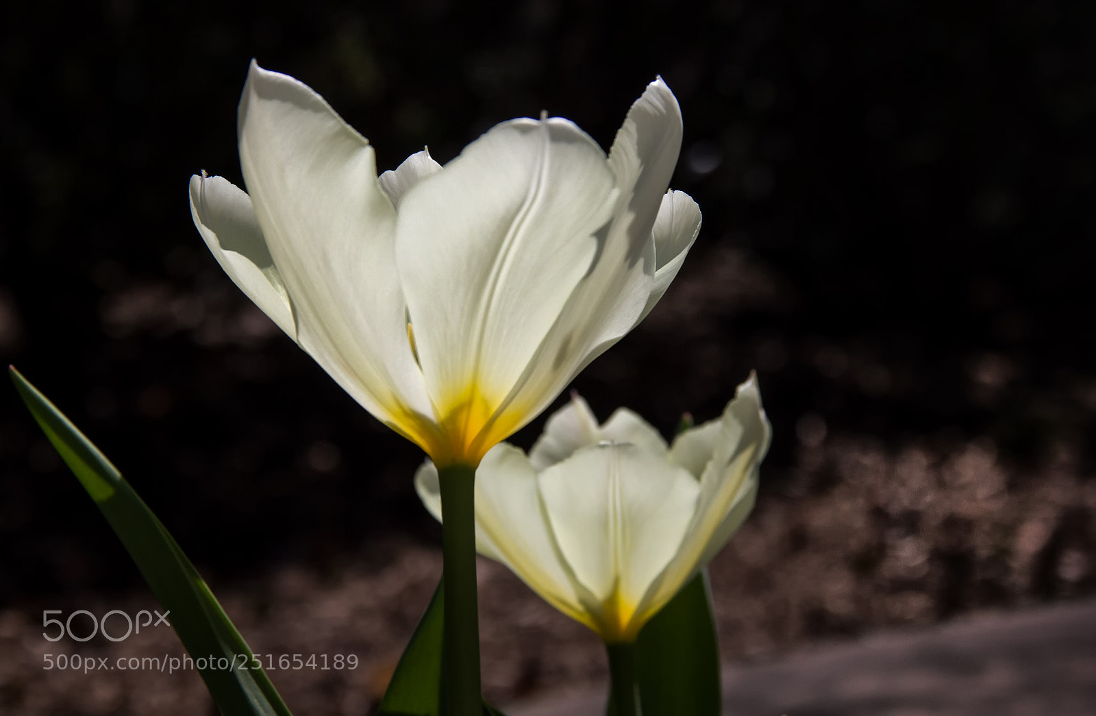 Canon EOS 550D (EOS Rebel T2i / EOS Kiss X4) sample photo. Finally it's spring... photography