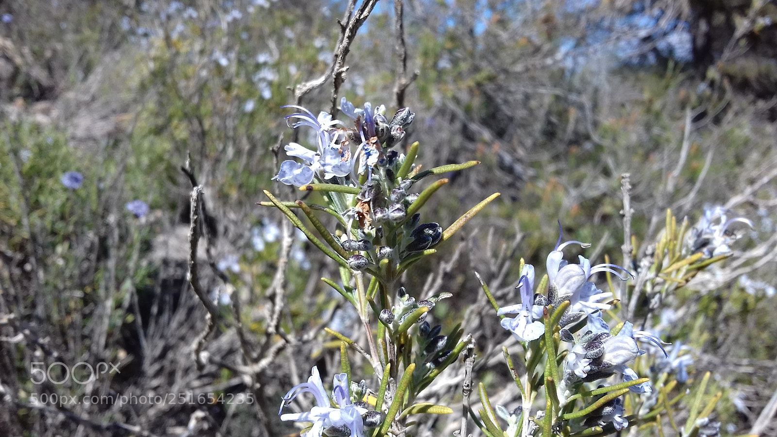 Samsung Galaxy J3(2016) sample photo. Romero en flor val photography