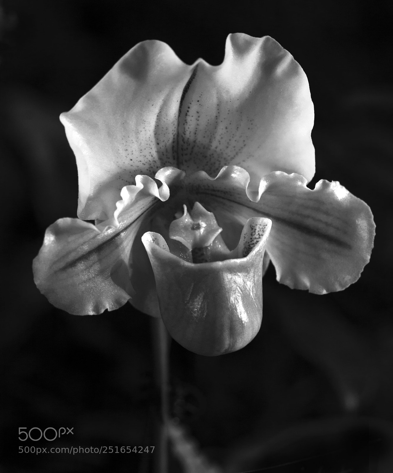 Canon EOS 5D Mark II sample photo. Green orchid photography