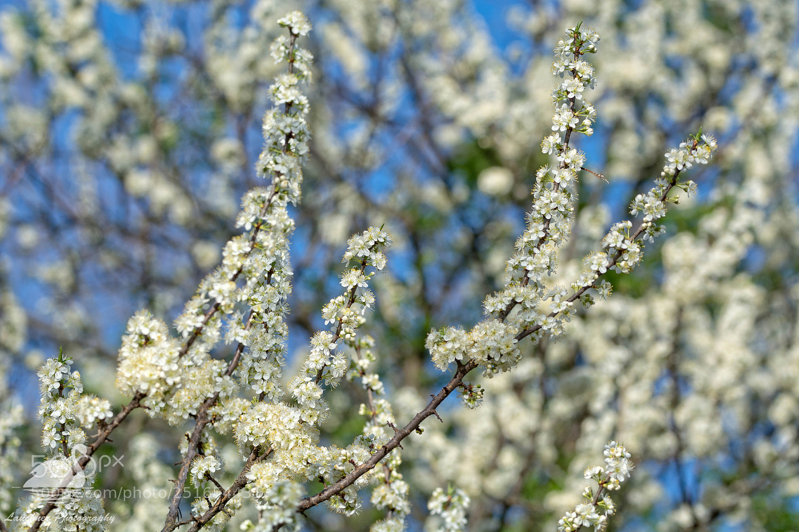 Nikon D5200 sample photo. A different kind of photography