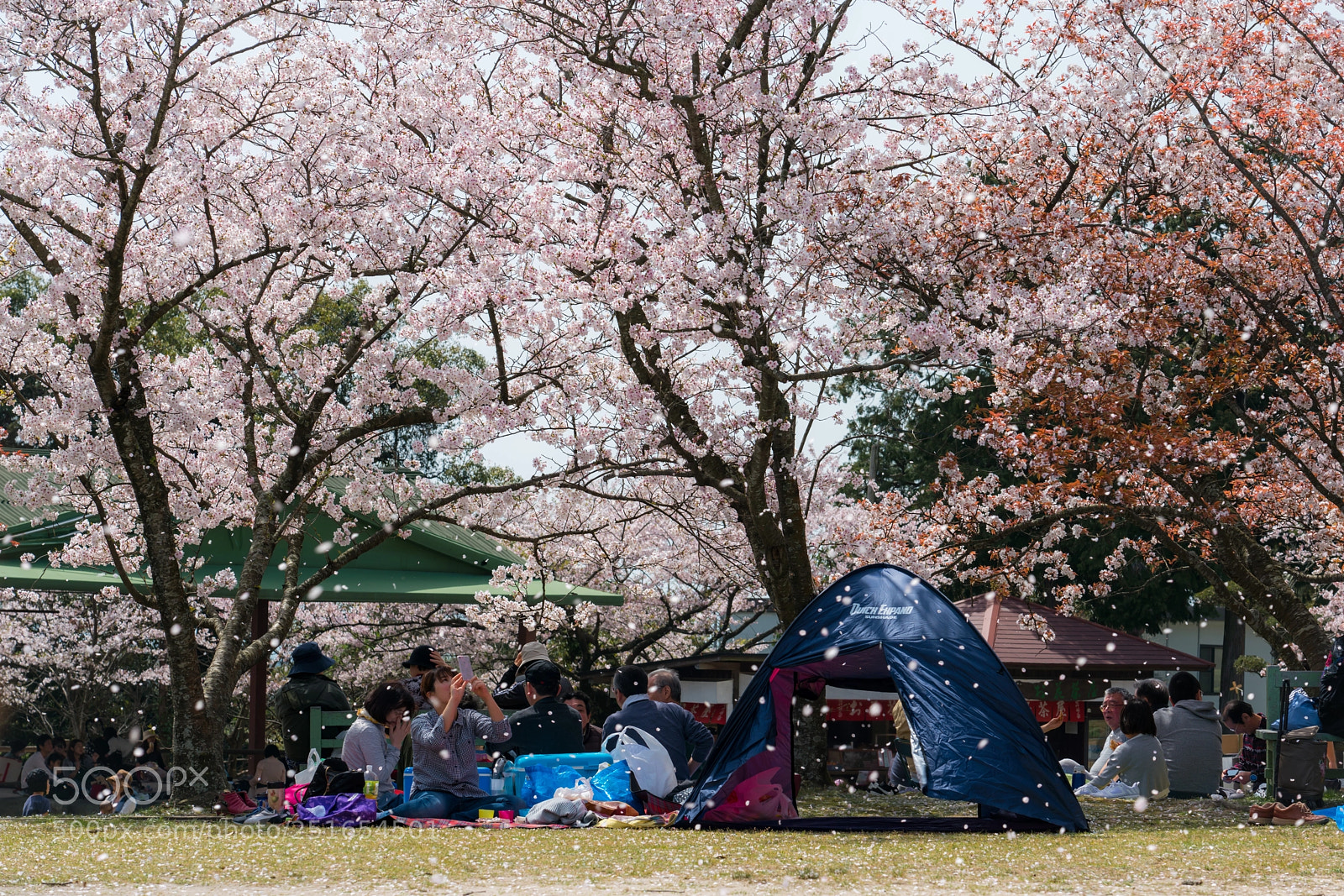 Sony a7R II sample photo. Cherry blossom petals on photography