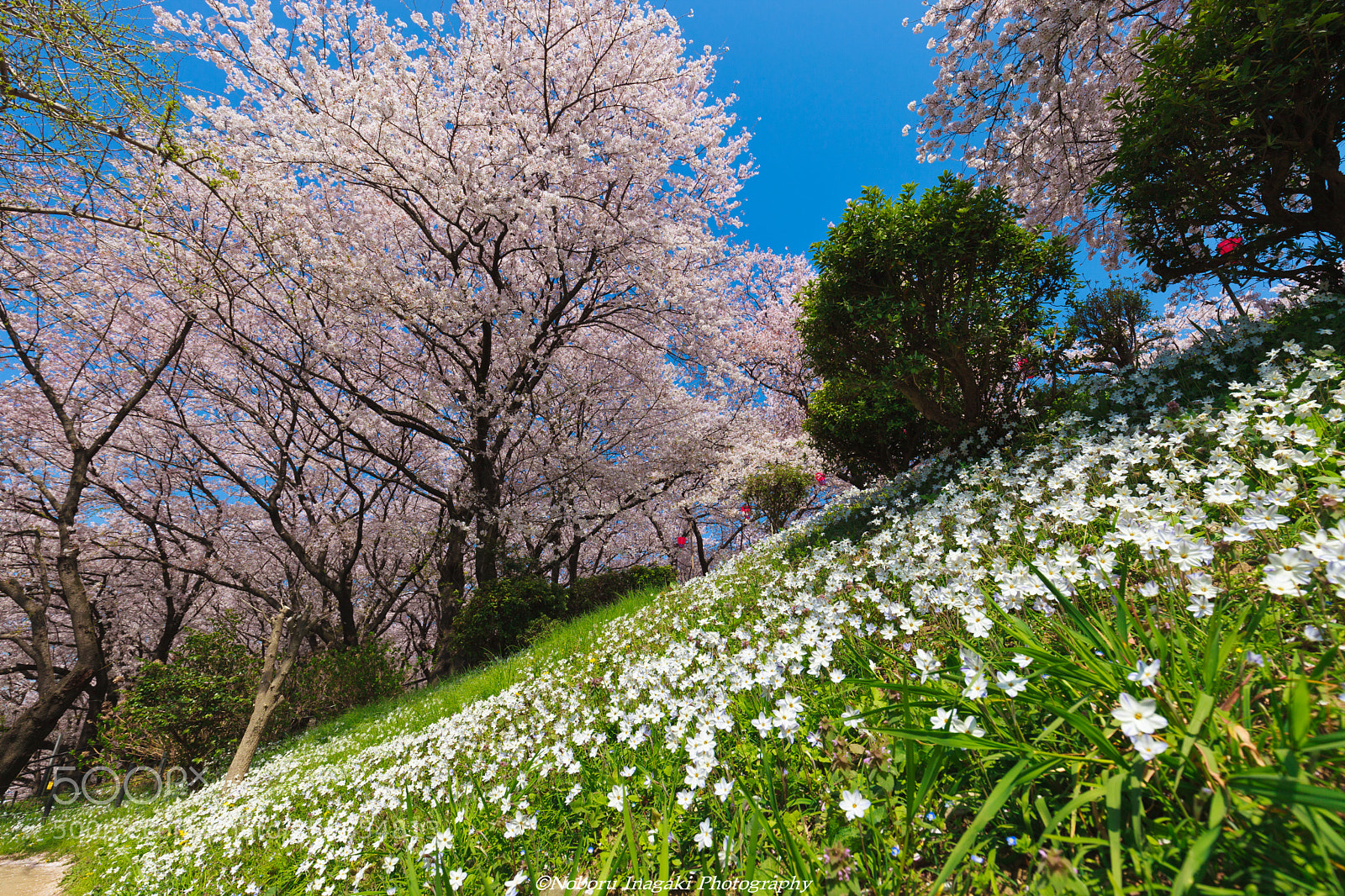 Canon EOS 5D Mark II sample photo. Cherry blossom festival photography