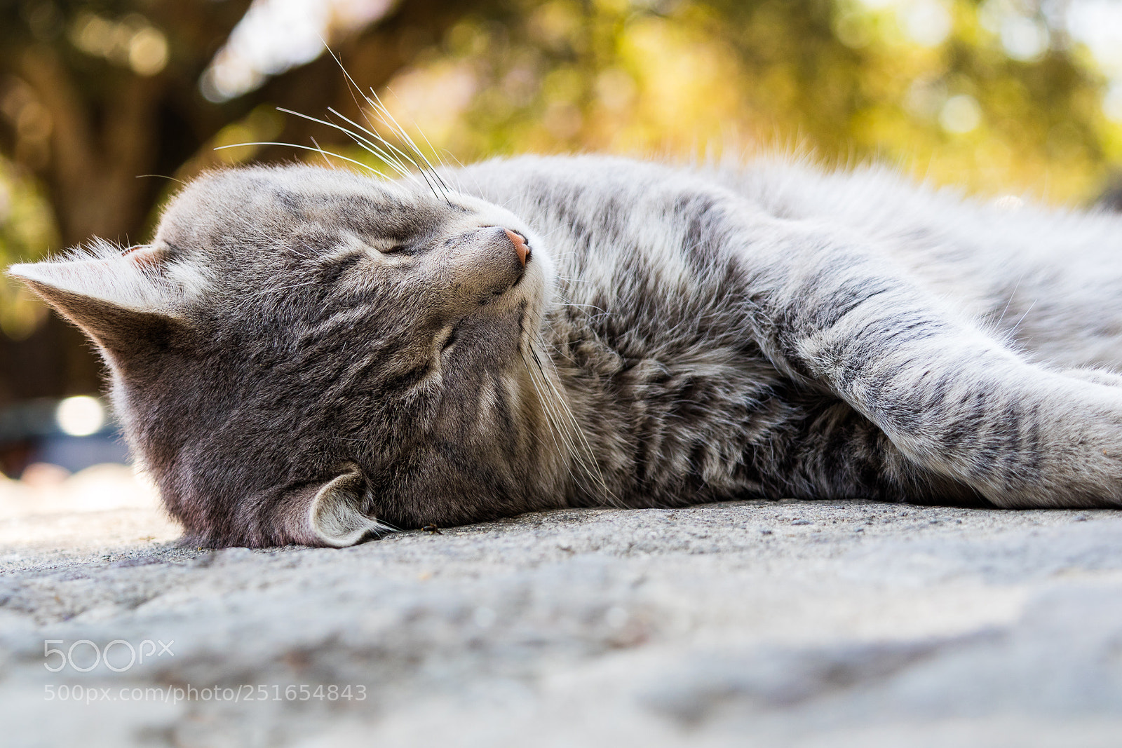 Canon EOS M3 sample photo. Cat photography