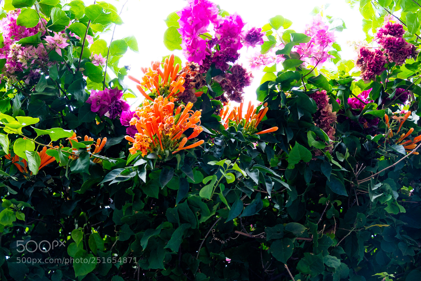 Canon EOS M3 sample photo. Flowers photography