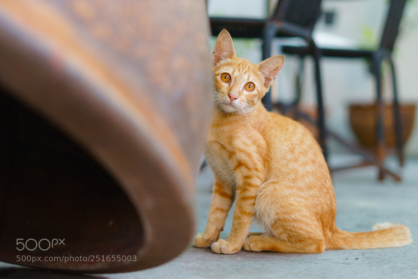 Sony a7 sample photo. Hi human! photography