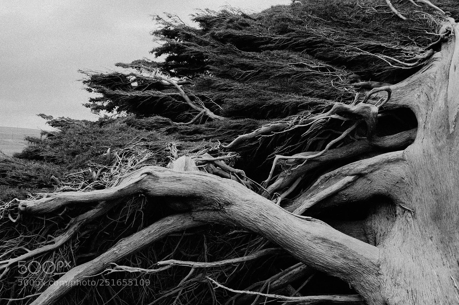 Canon EOS 650D (EOS Rebel T4i / EOS Kiss X6i) sample photo. New zealand tree photography