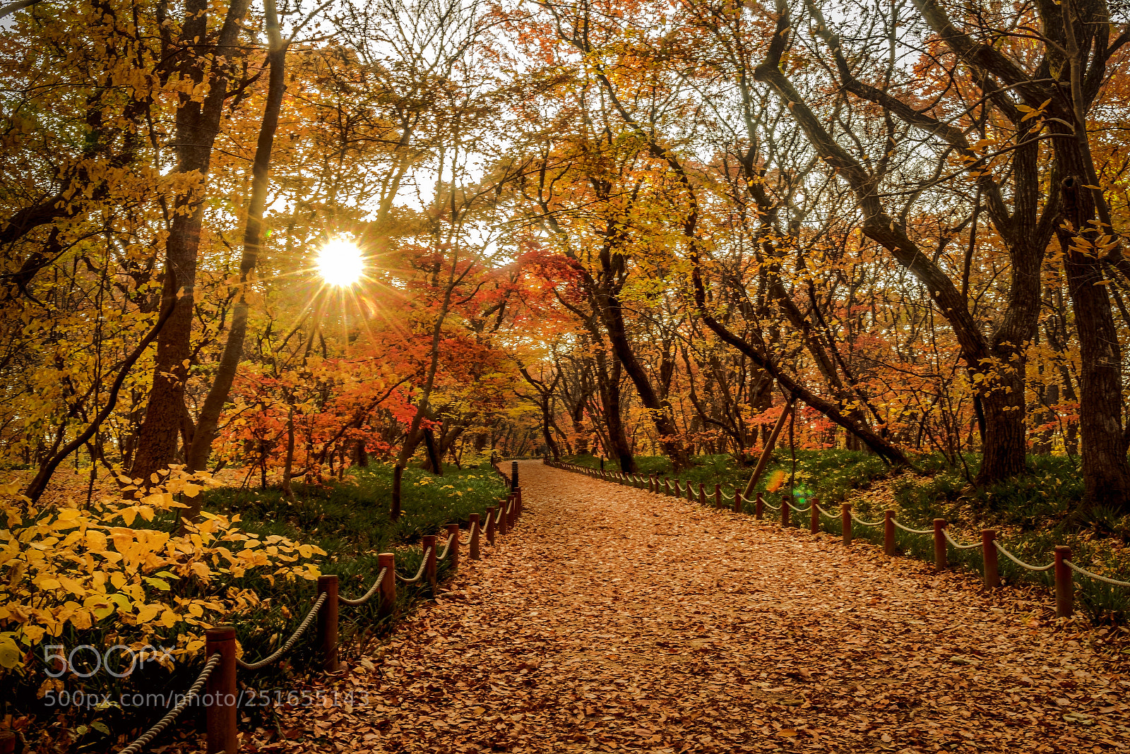 Nikon D800 sample photo. Park path photography