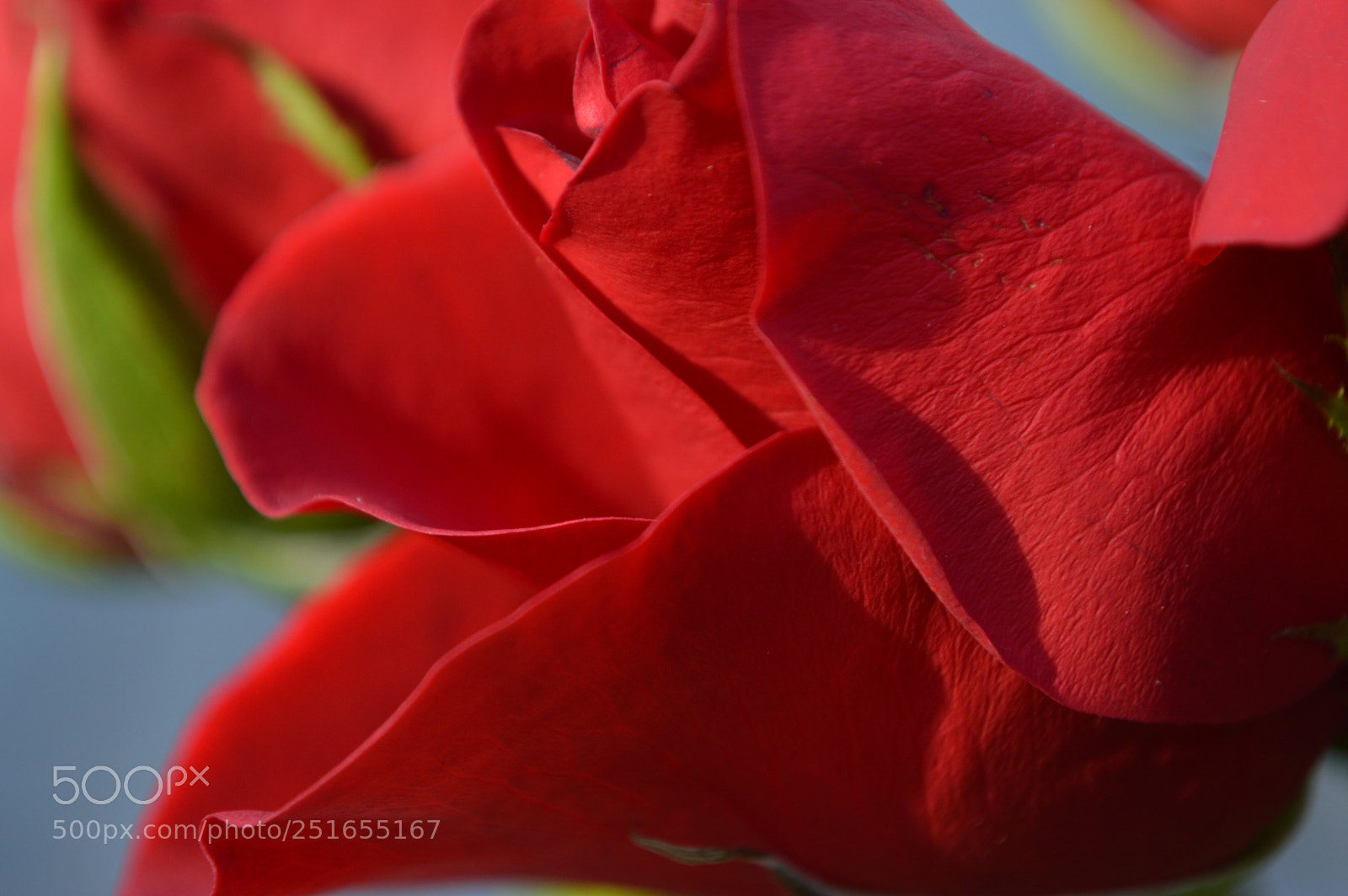 Nikon D3200 sample photo. Rose hips photography