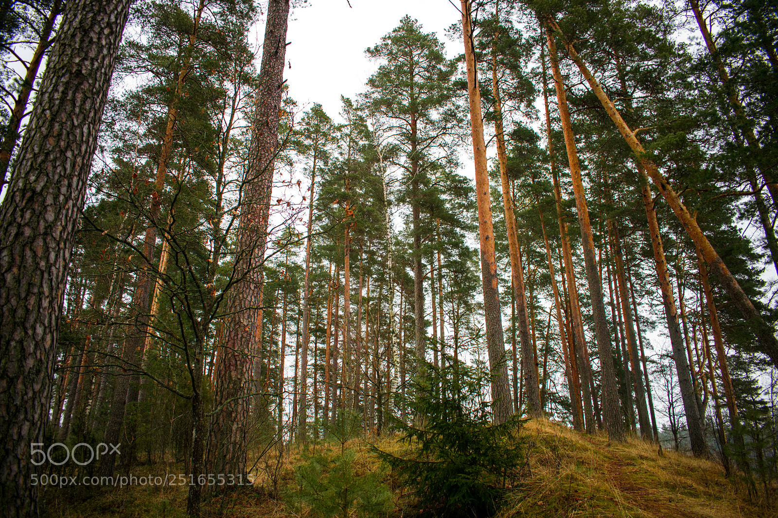 Nikon D5300 sample photo. Secret of the forest photography