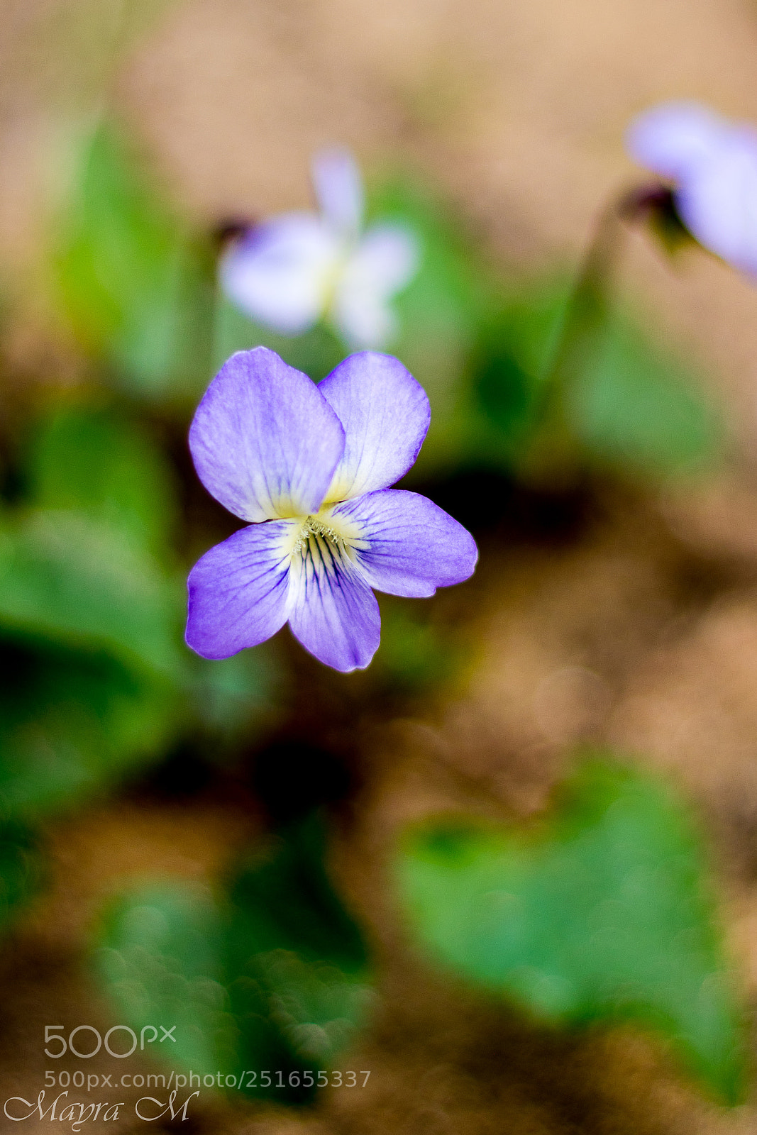 Canon EOS 80D sample photo. Spring photography