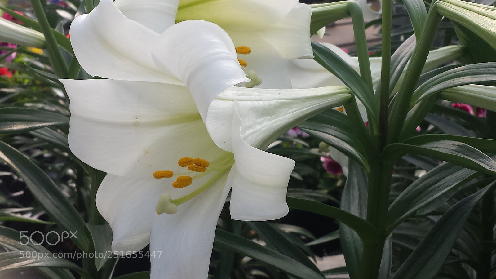Samsung Galaxy S4 sample photo. Blossom flowers photography