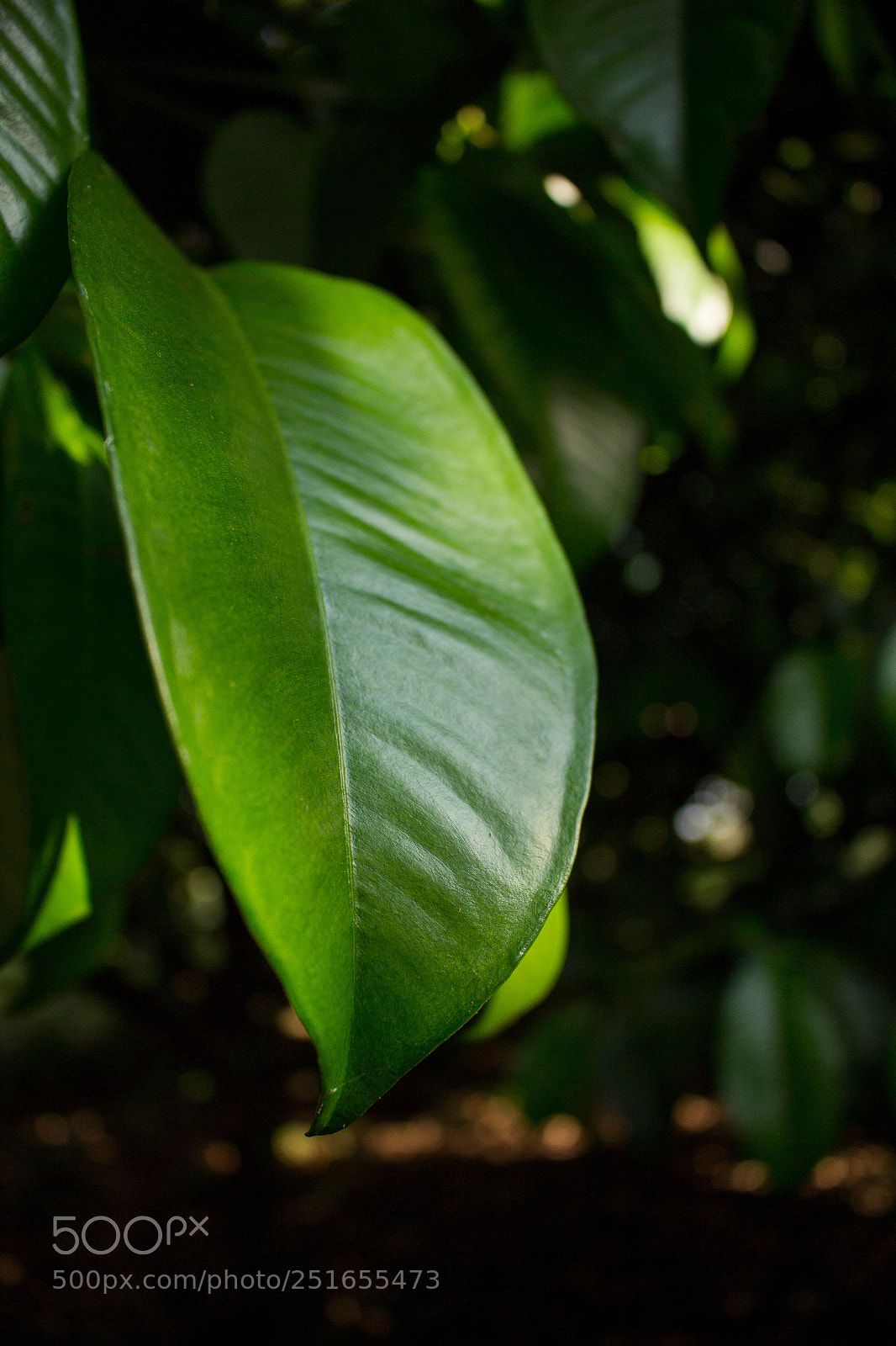 Canon EOS 700D (EOS Rebel T5i / EOS Kiss X7i) sample photo. Colombian tree leaf photography