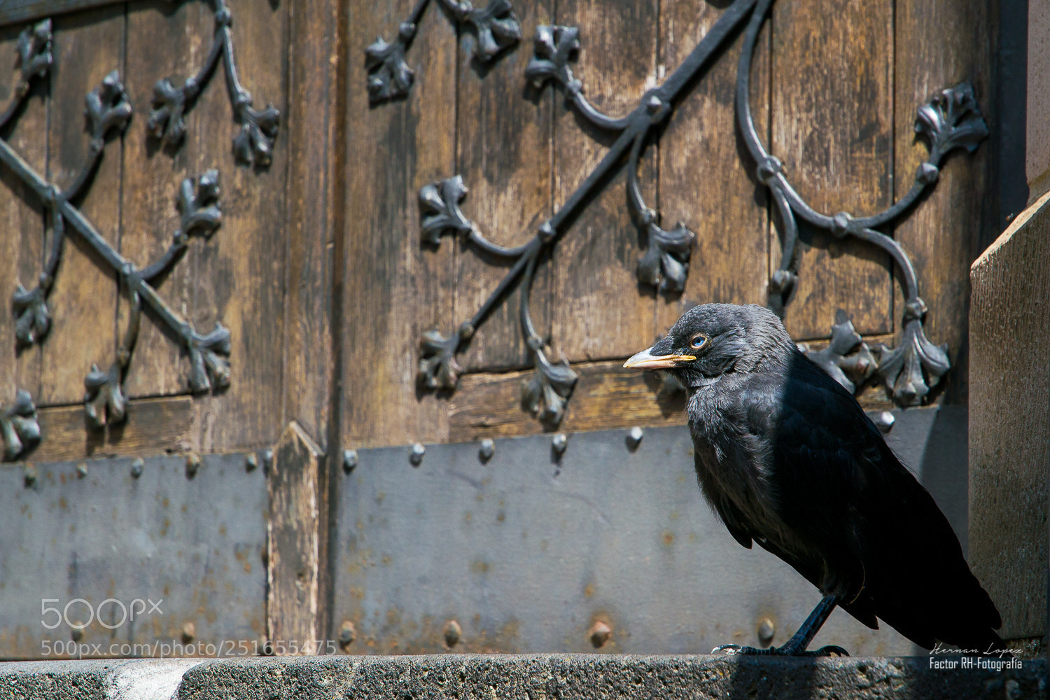 Nikon D3100 sample photo. Blackbird photography