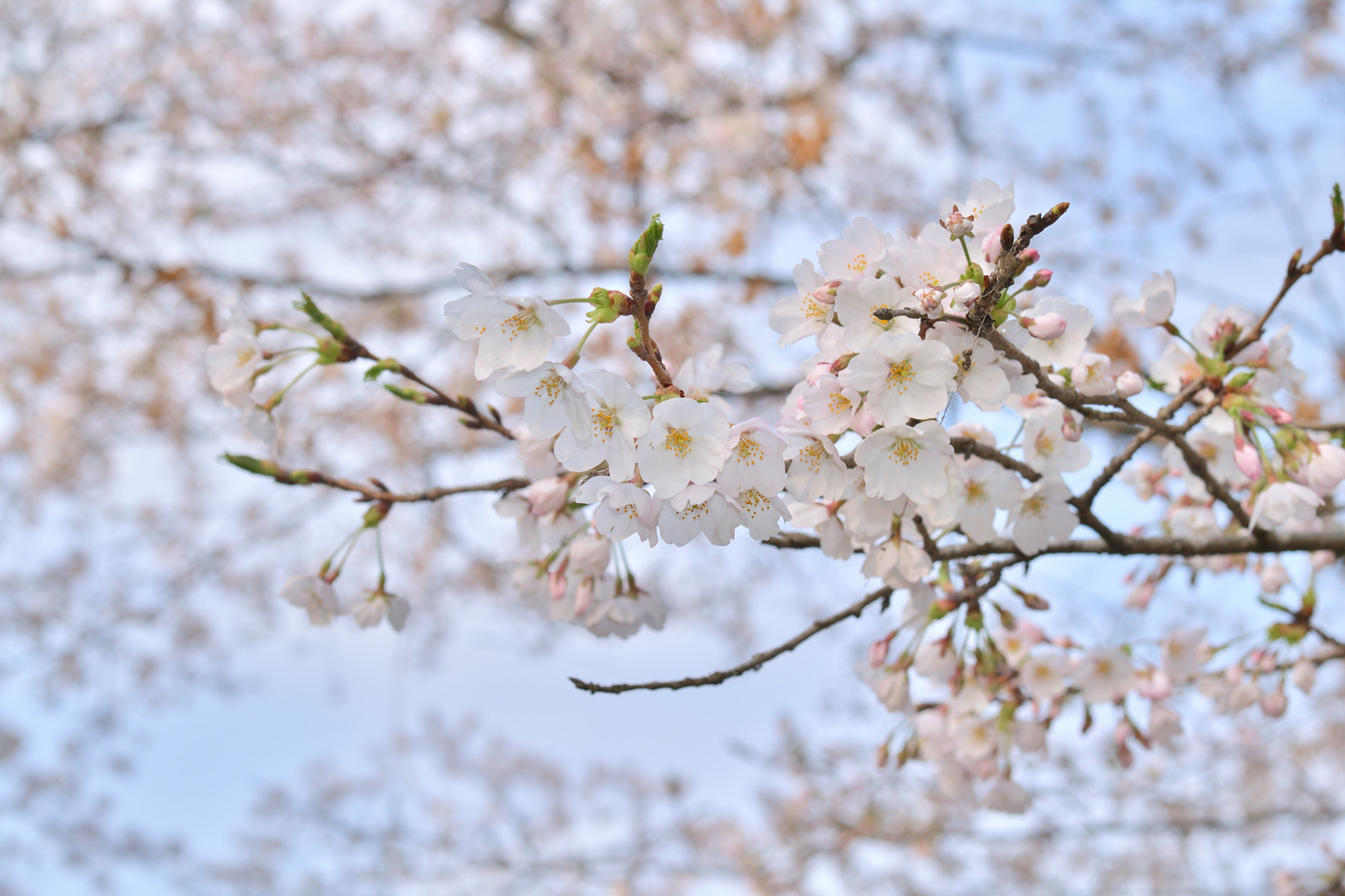 Nikon AF-S Nikkor 50mm F1.8G sample photo. Dsc photography