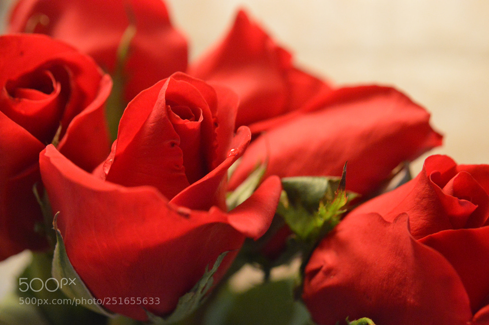 Nikon D3200 sample photo. Roses photography