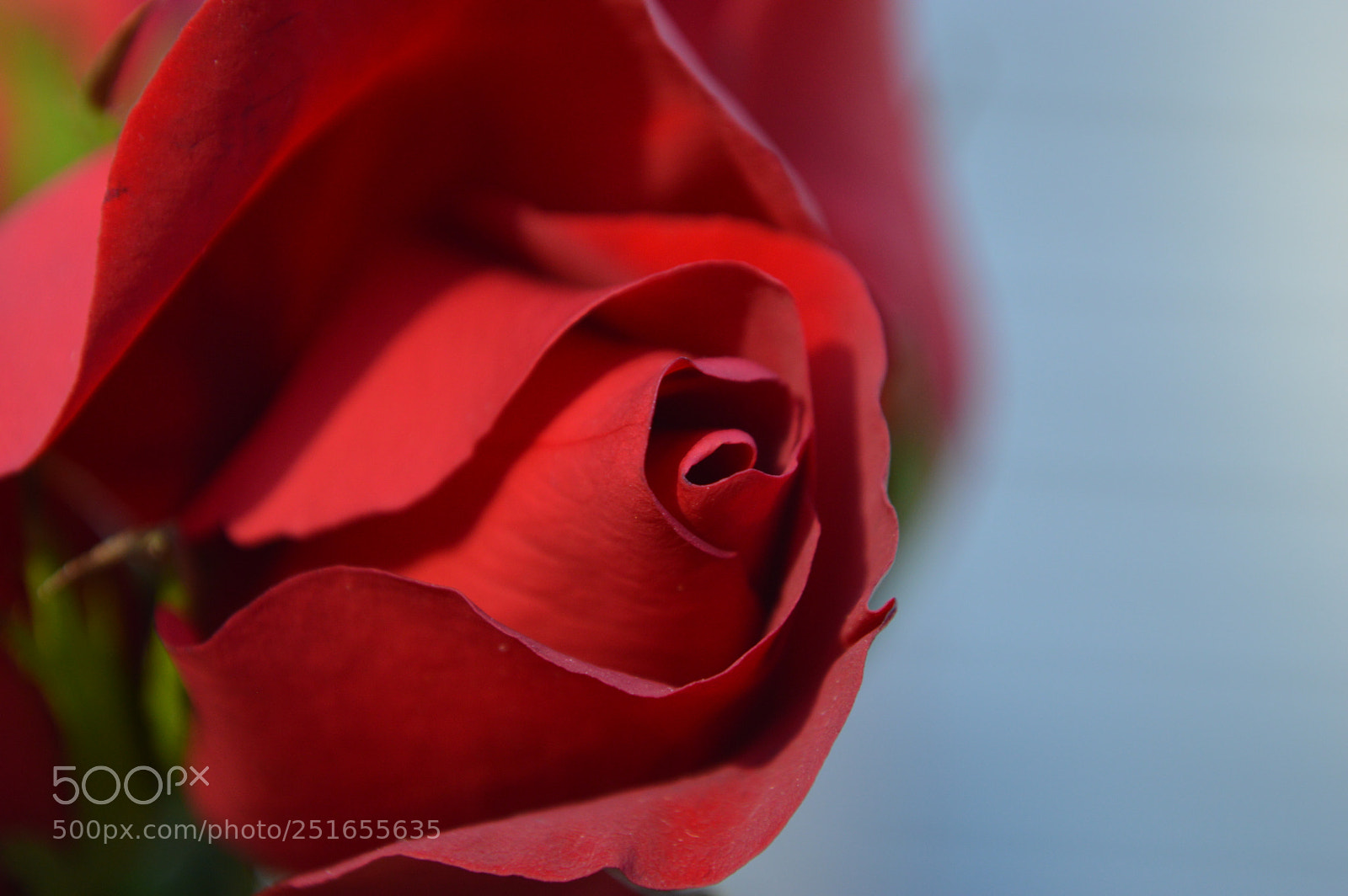 Nikon D3200 sample photo. Today's rose photography