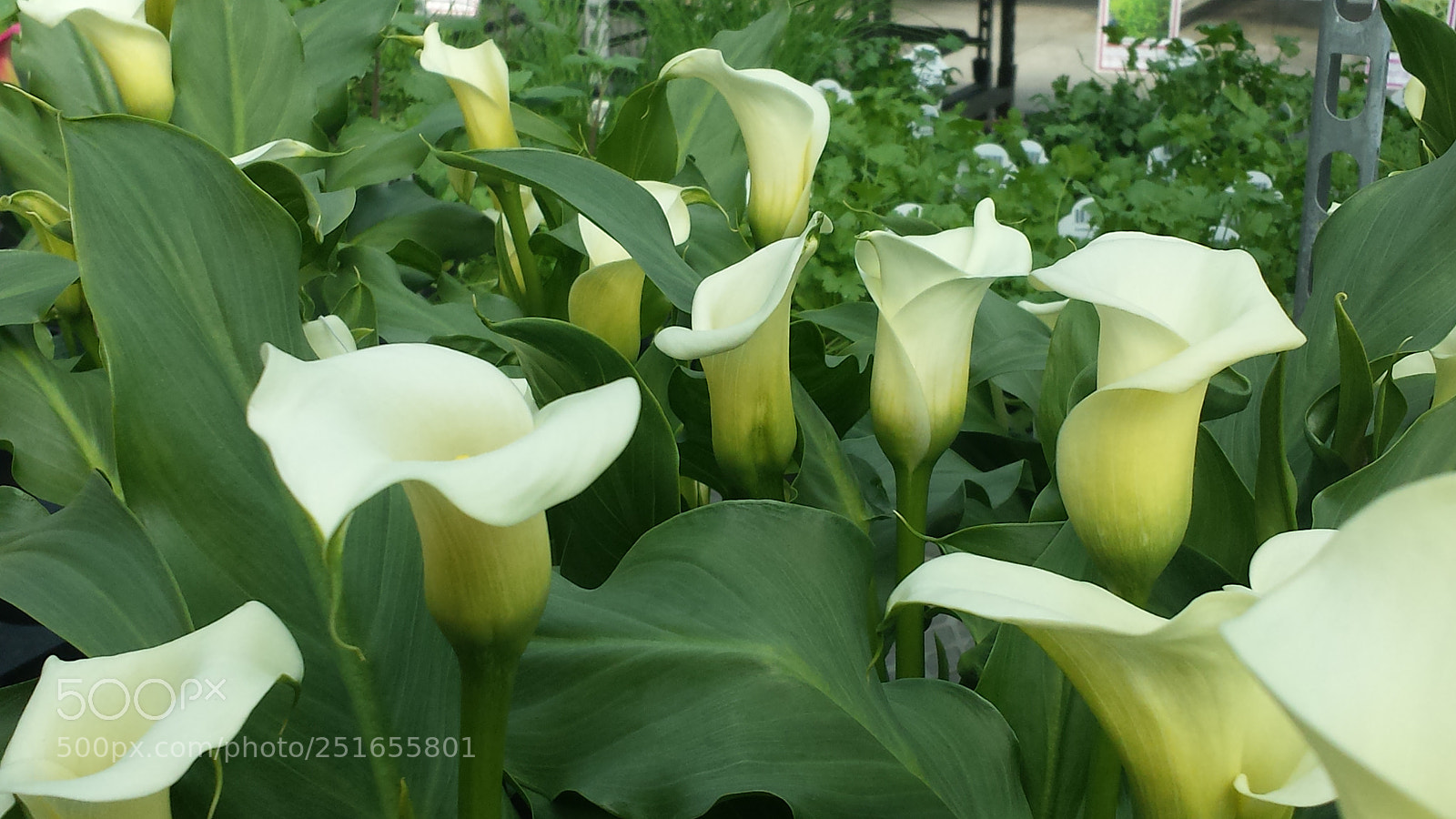 Samsung Galaxy S4 sample photo. Blossom flowers photography