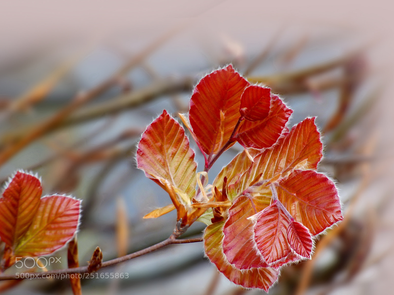 Panasonic Lumix DMC-FZ70 sample photo. First fluffy leaves photography