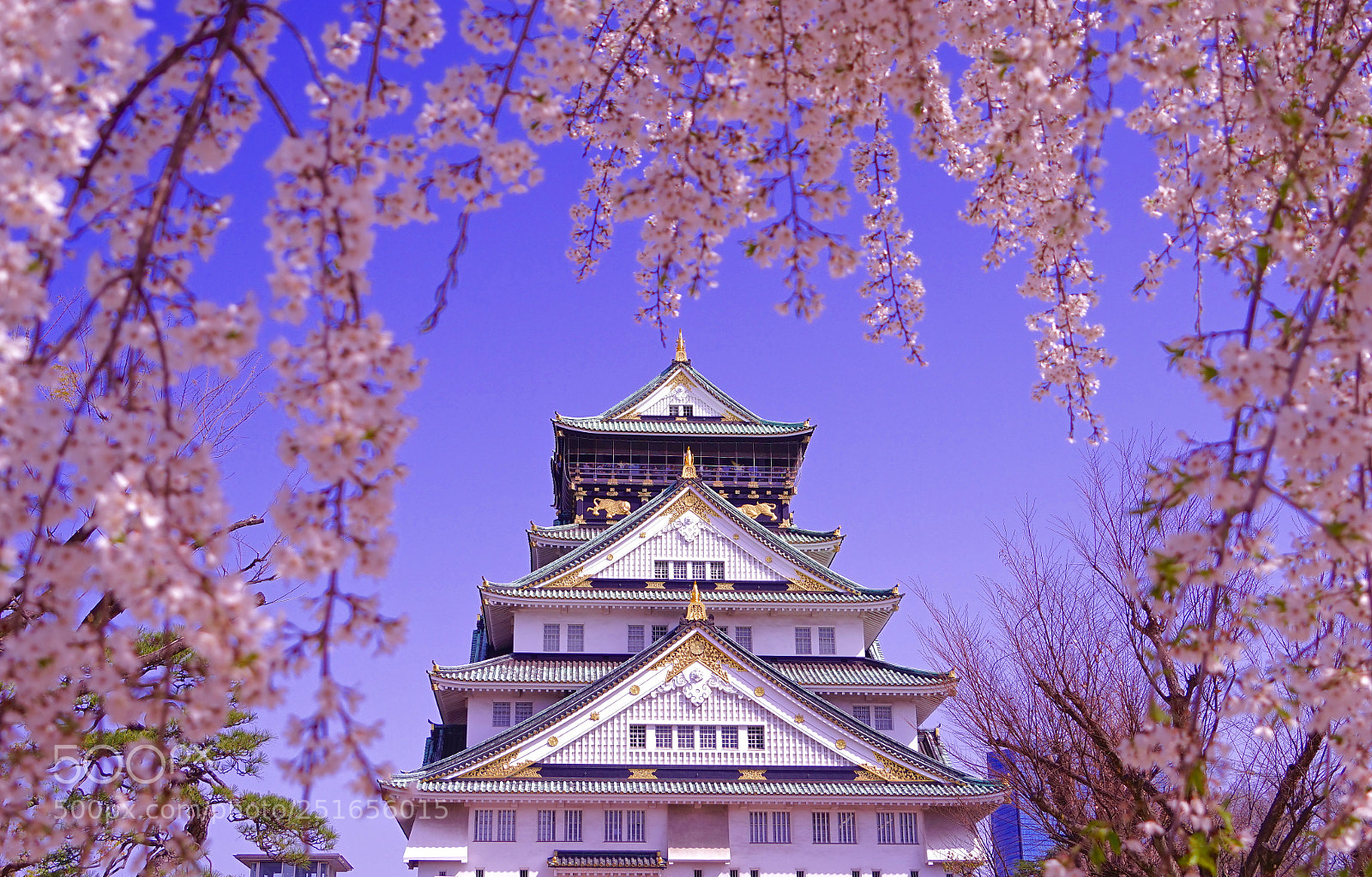 Sony a7R sample photo. Osaka sakura drape photography