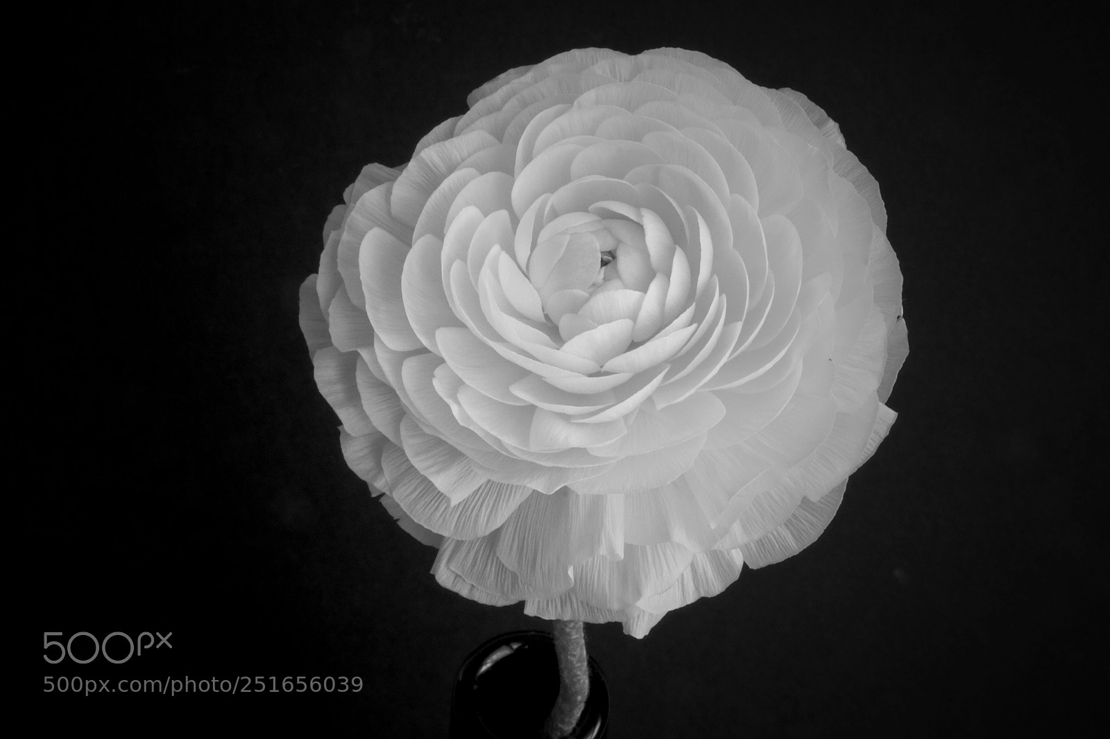 Sony a6000 sample photo. Raununculus closeup photography