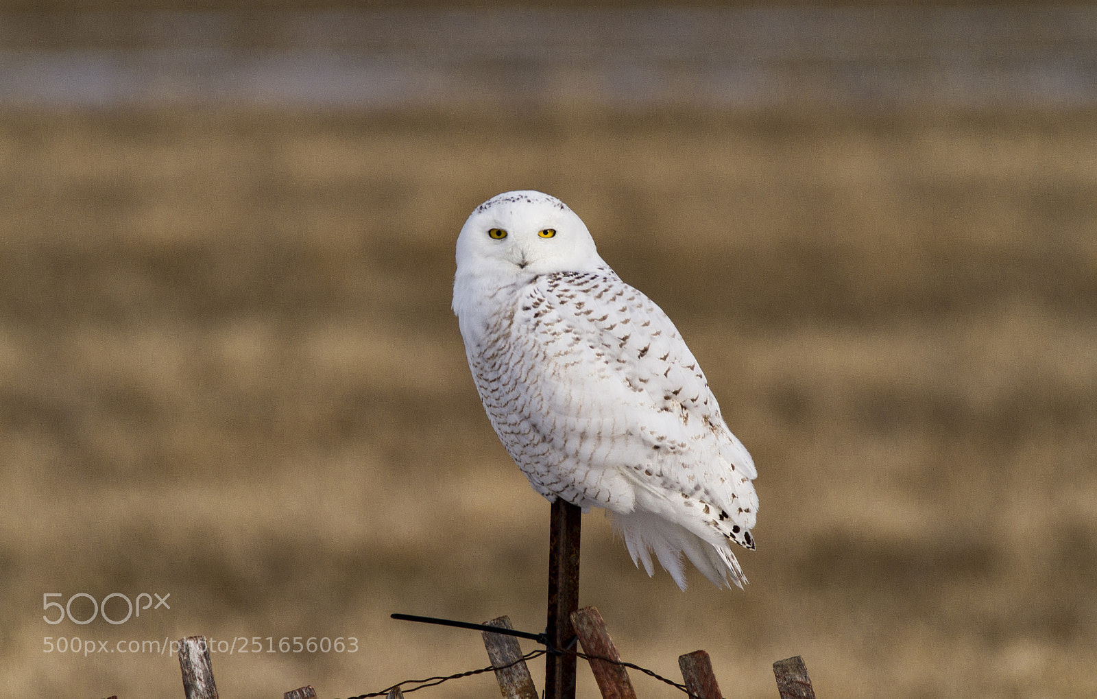 Canon EOS 7D sample photo. Snowy owl photography