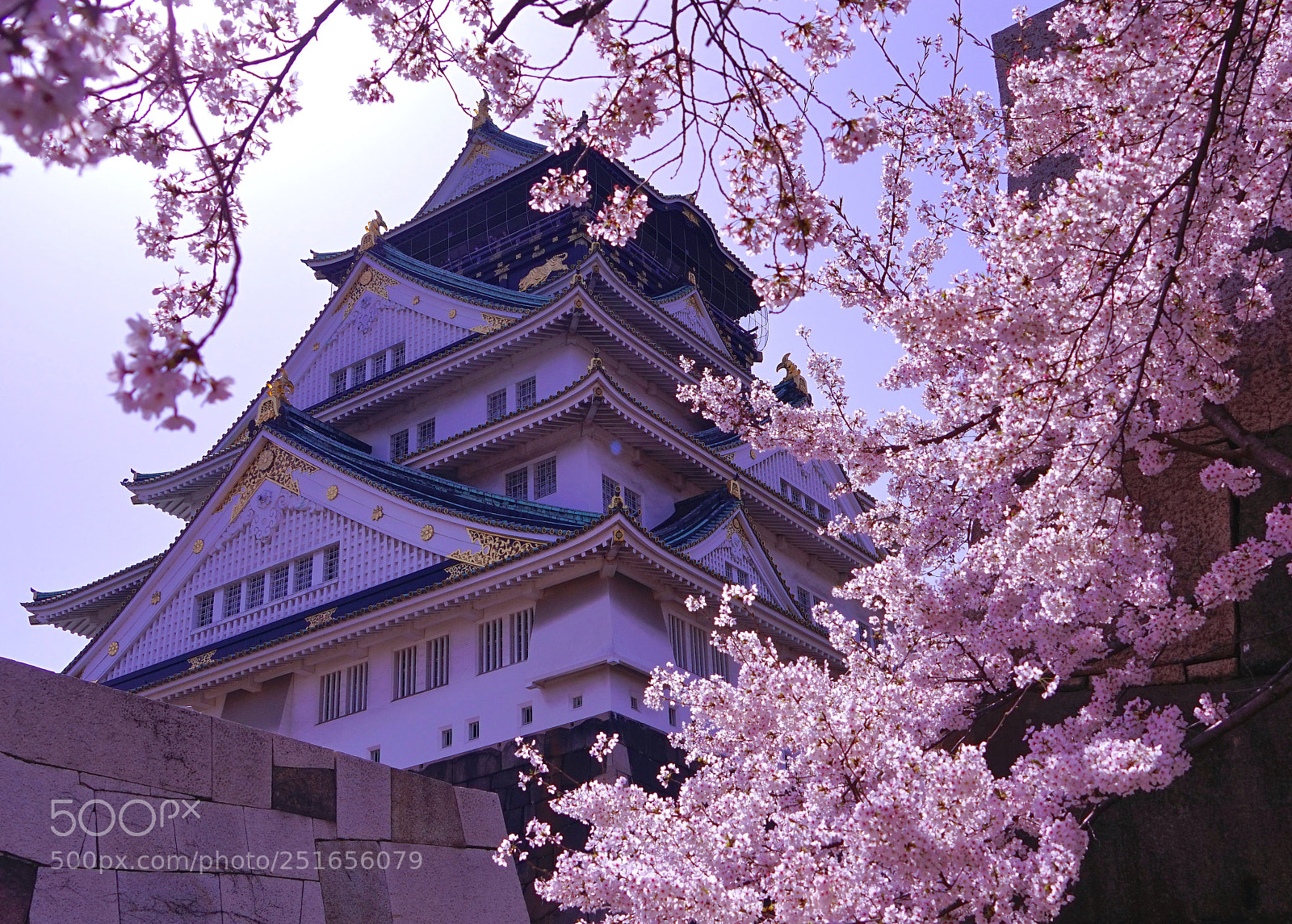Sony a7R sample photo. Morning sakura photography