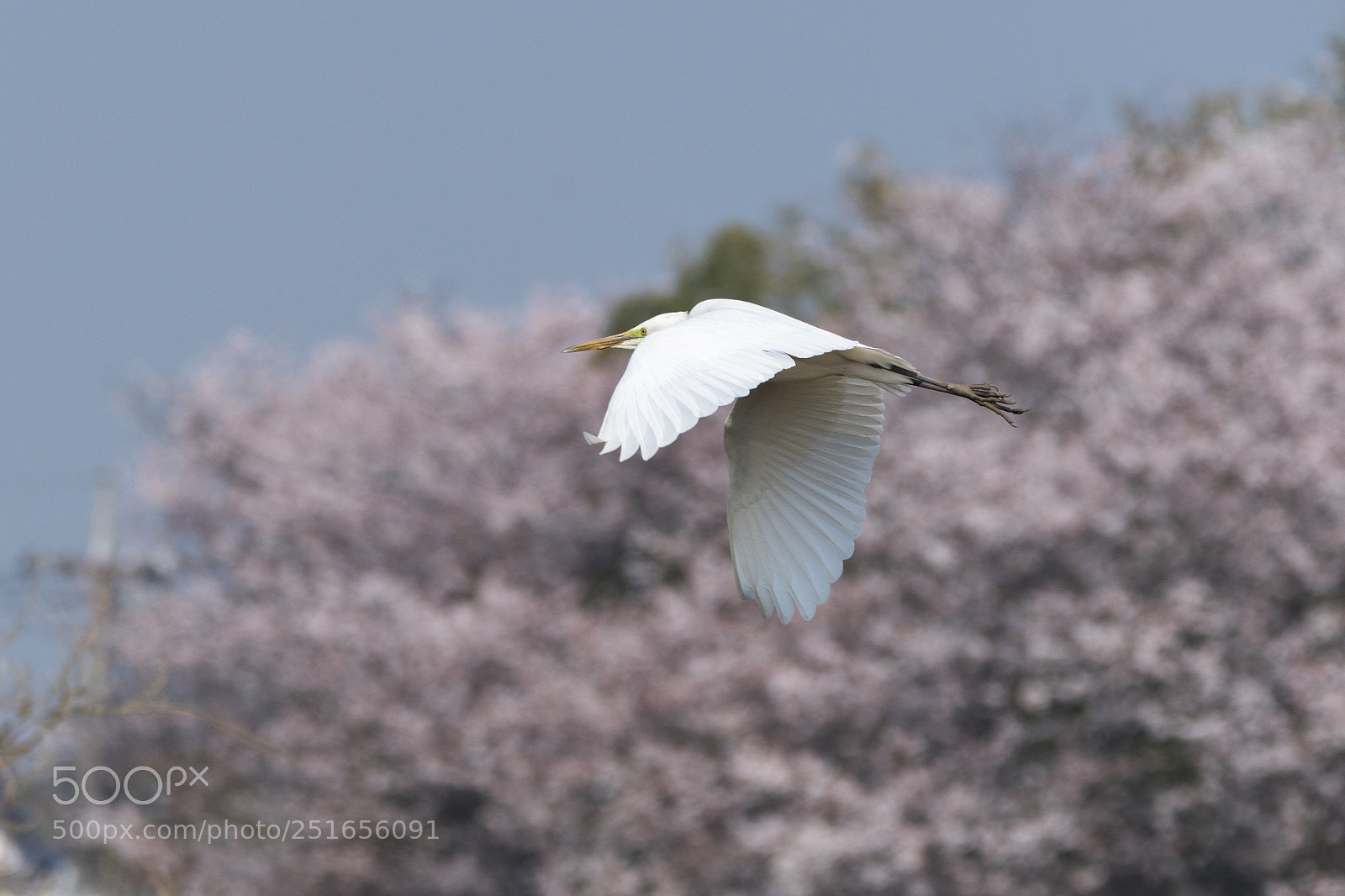 Nikon D500 sample photo. Great egret and cherry photography