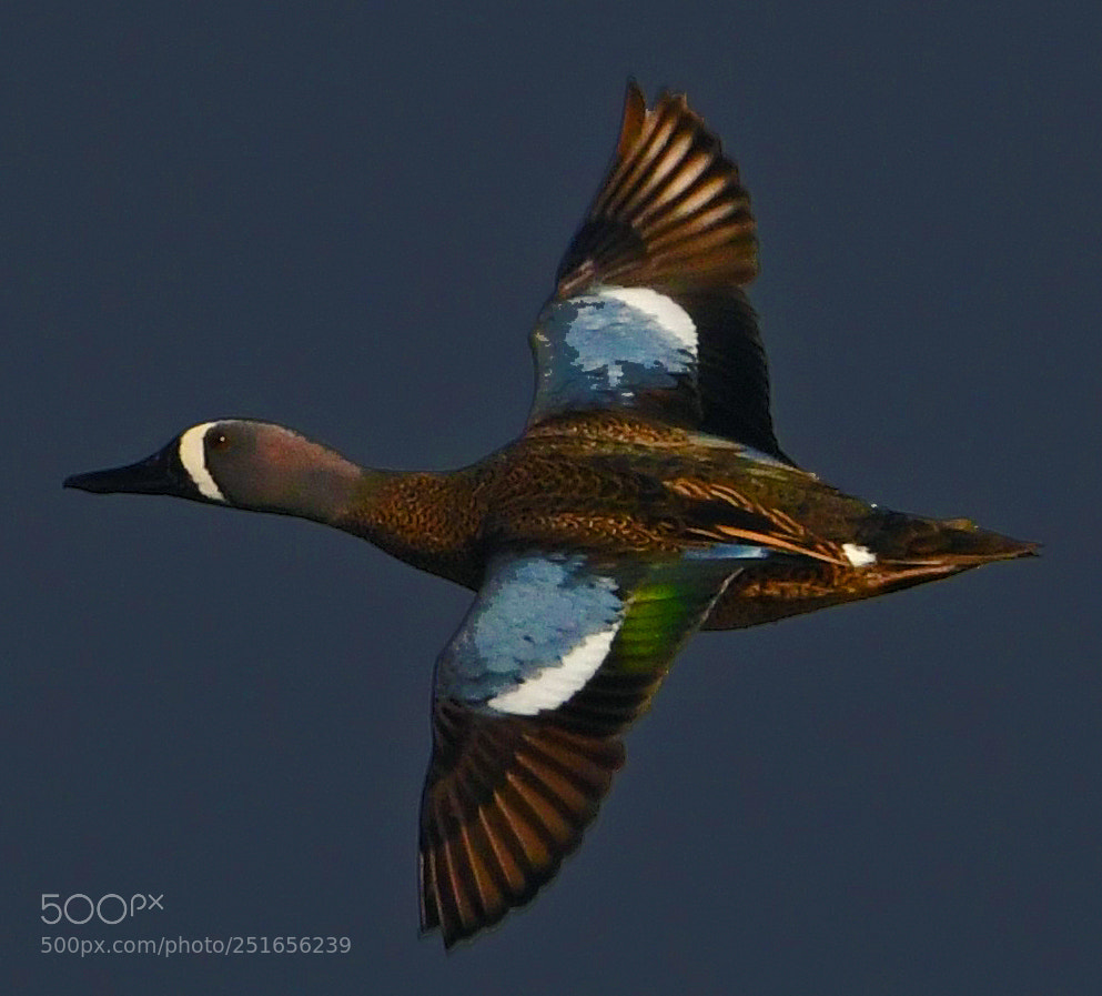 Nikon D500 sample photo. Blue-winged teal photography