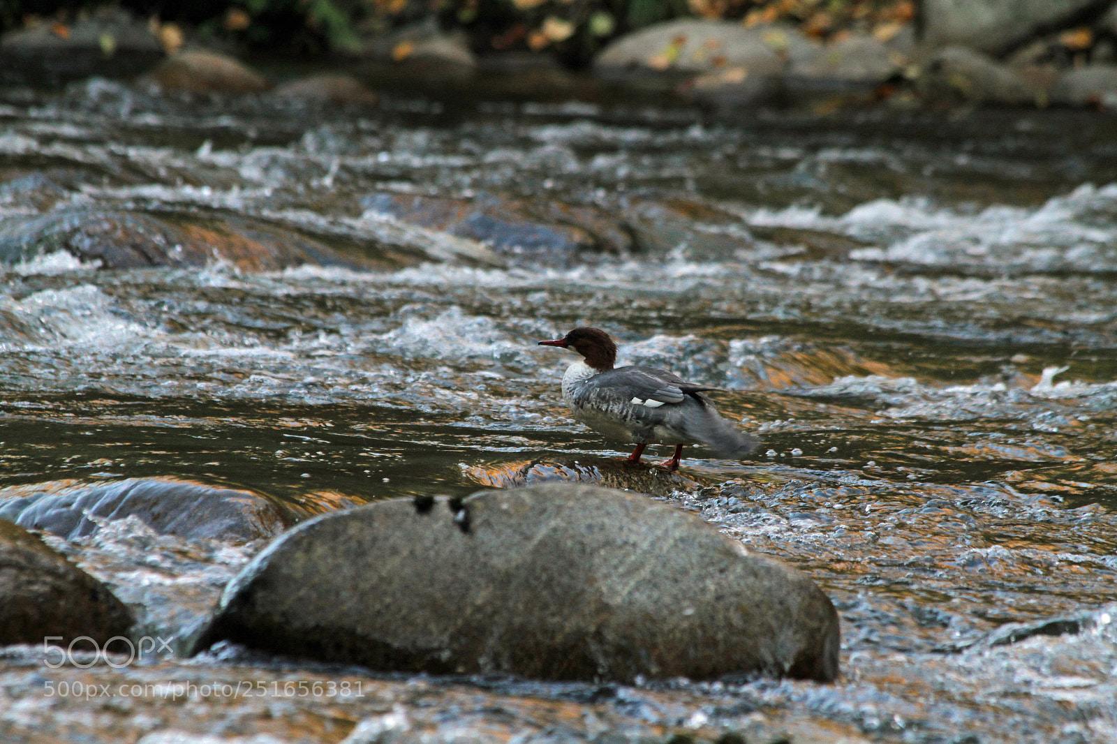Canon EOS 7D sample photo. Common merganser's hanging out photography