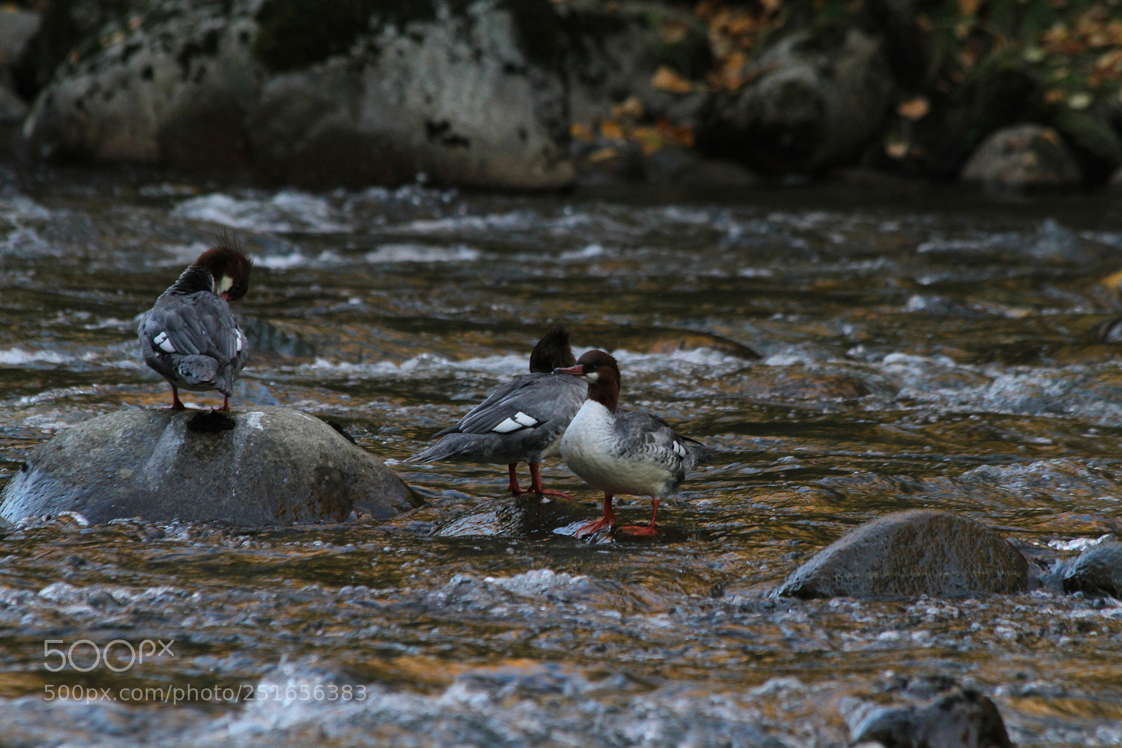 Canon EOS 7D sample photo. Common merganser's hanging out photography