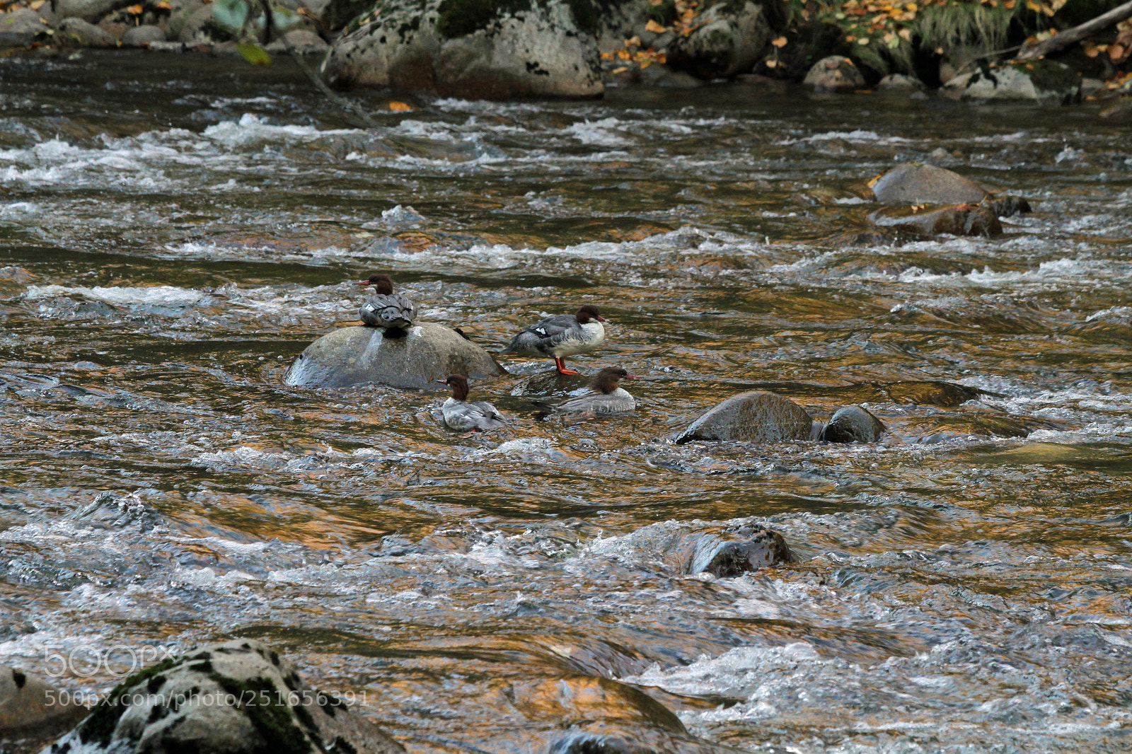 Canon EOS 7D sample photo. Common merganser's hanging out photography