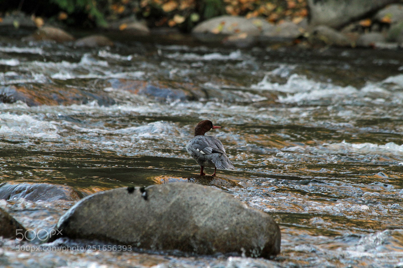 Canon EOS 7D sample photo. Common merganser's hanging out photography
