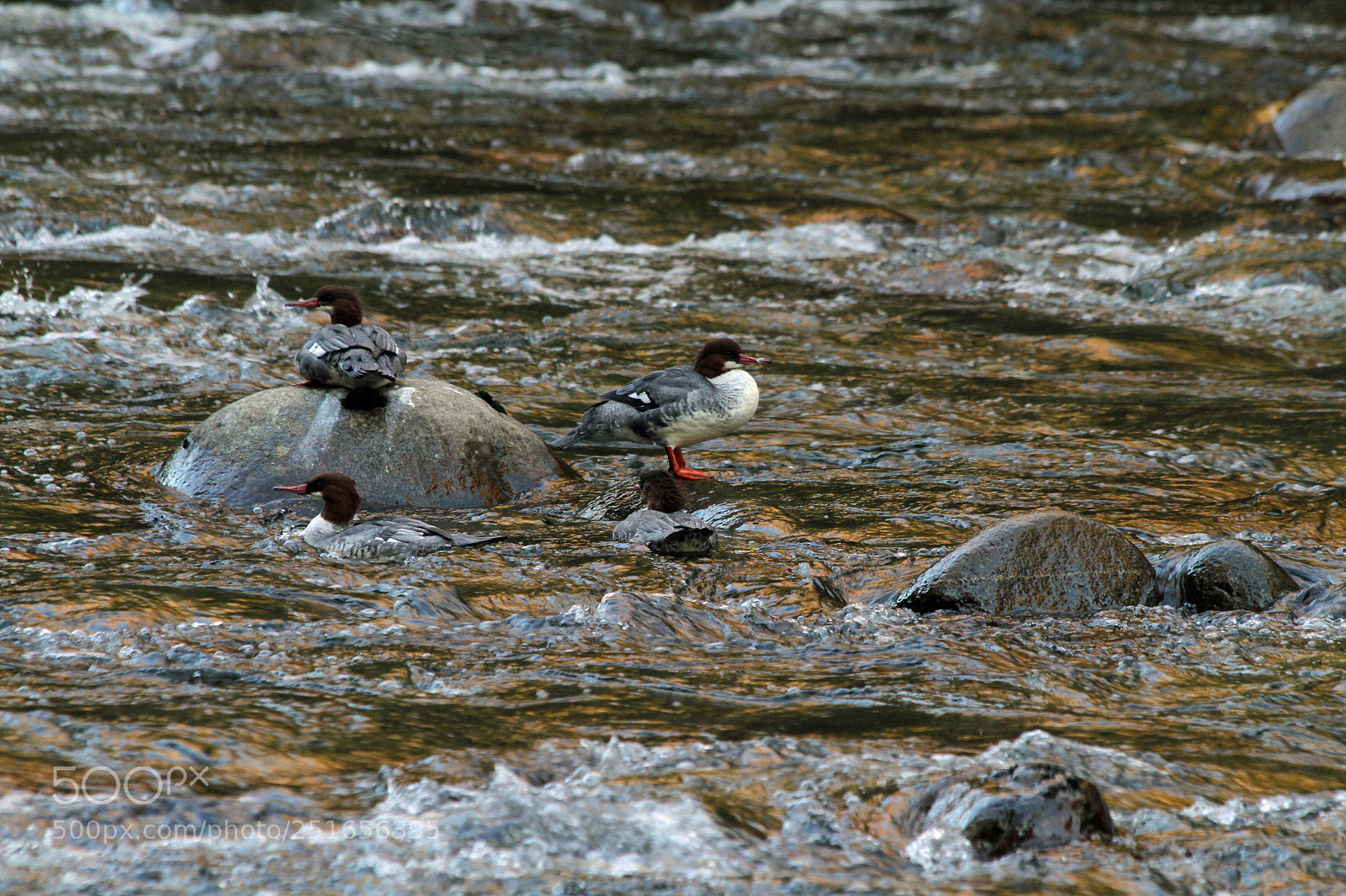 Canon EOS 7D sample photo. Common merganser's hanging out photography