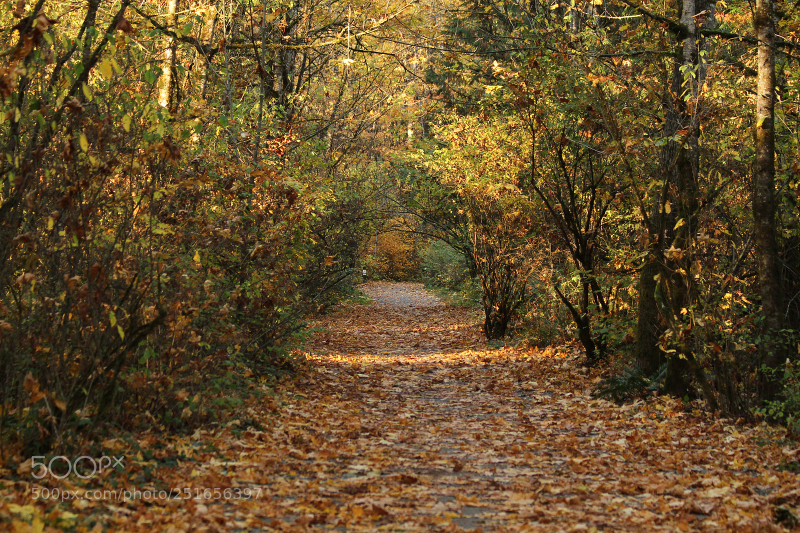 Canon EOS 7D sample photo. A hiking trail in photography