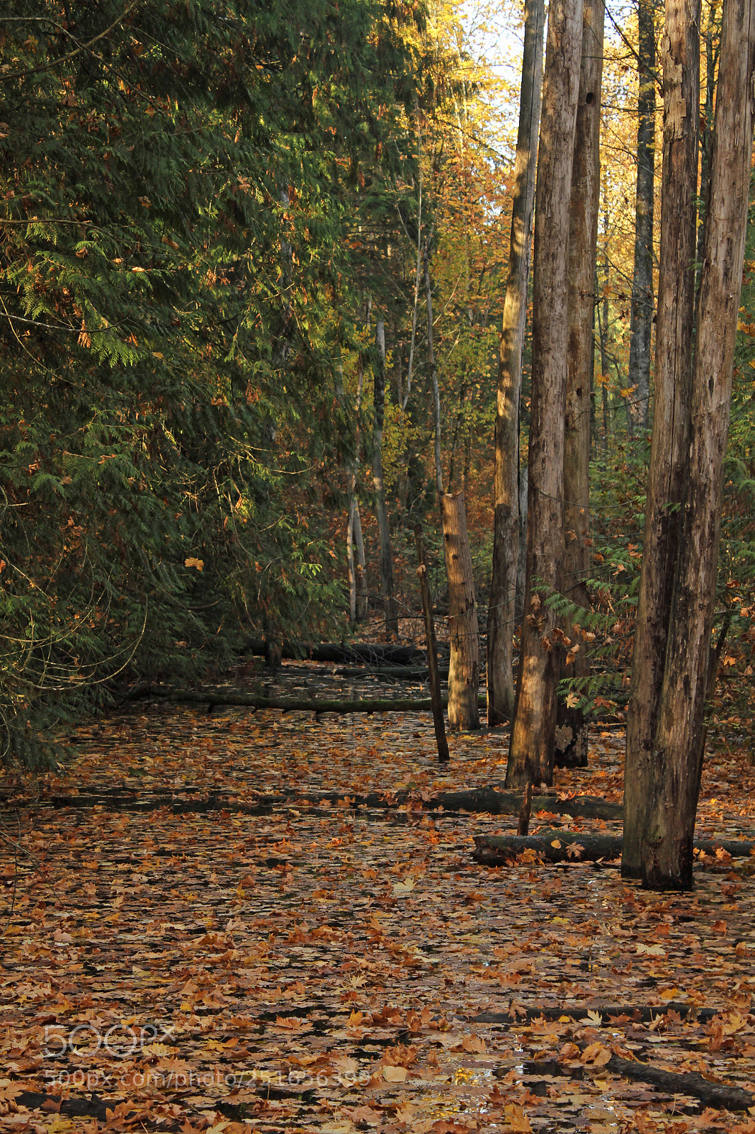 Canon EOS 7D sample photo. Leaf covered pond photography