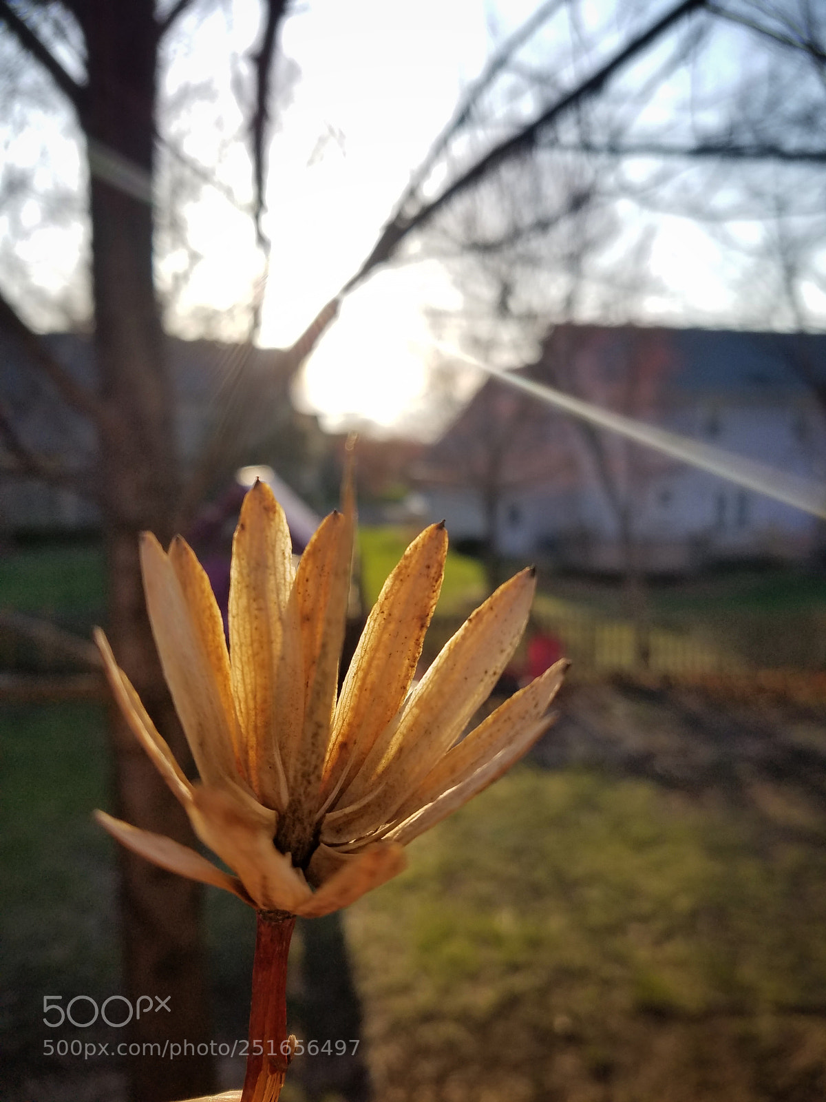 Samsung Galaxy S7 Edge sample photo. Tulip photography