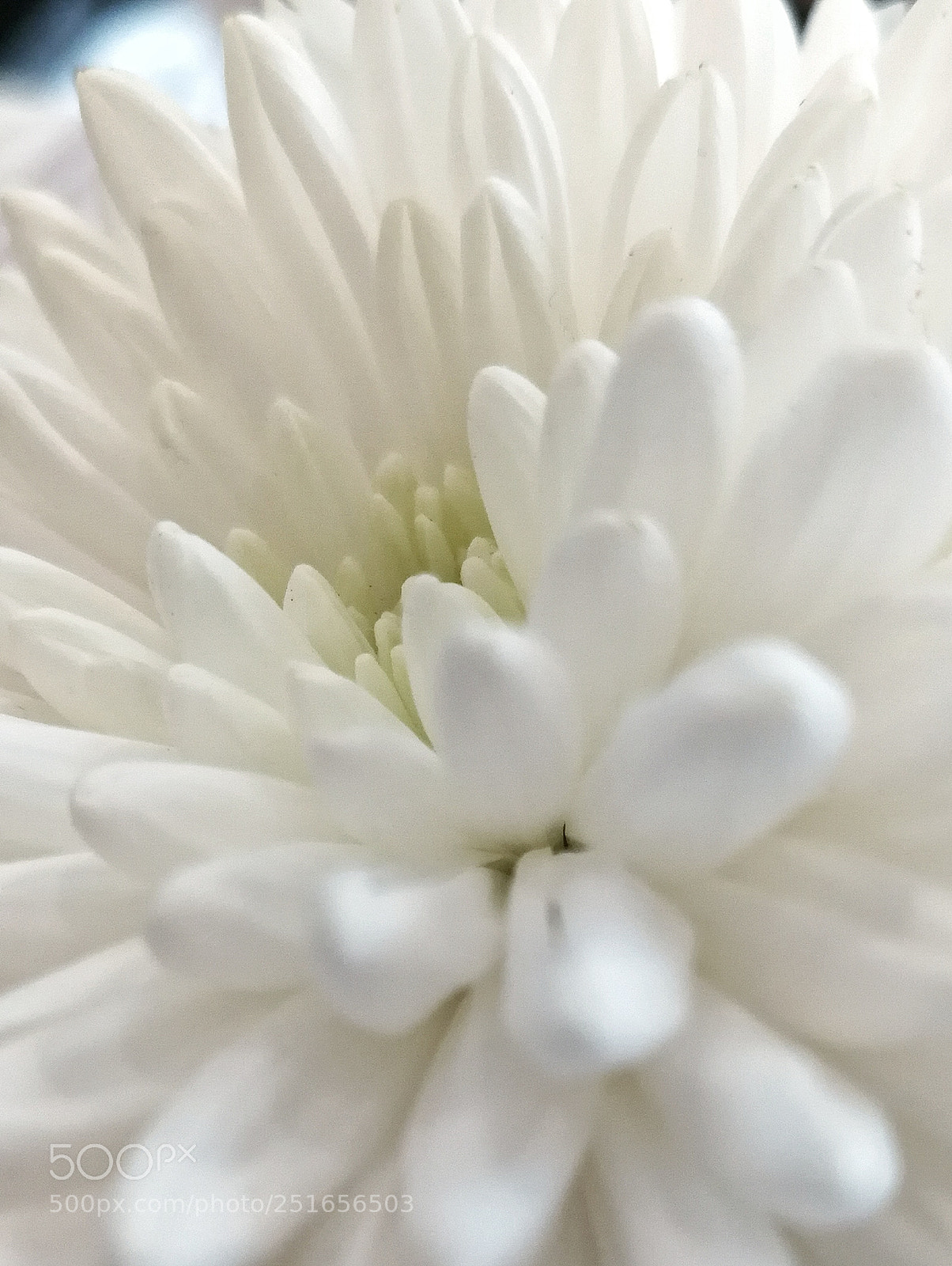 HUAWEI P10 Plus sample photo. Untitled photography