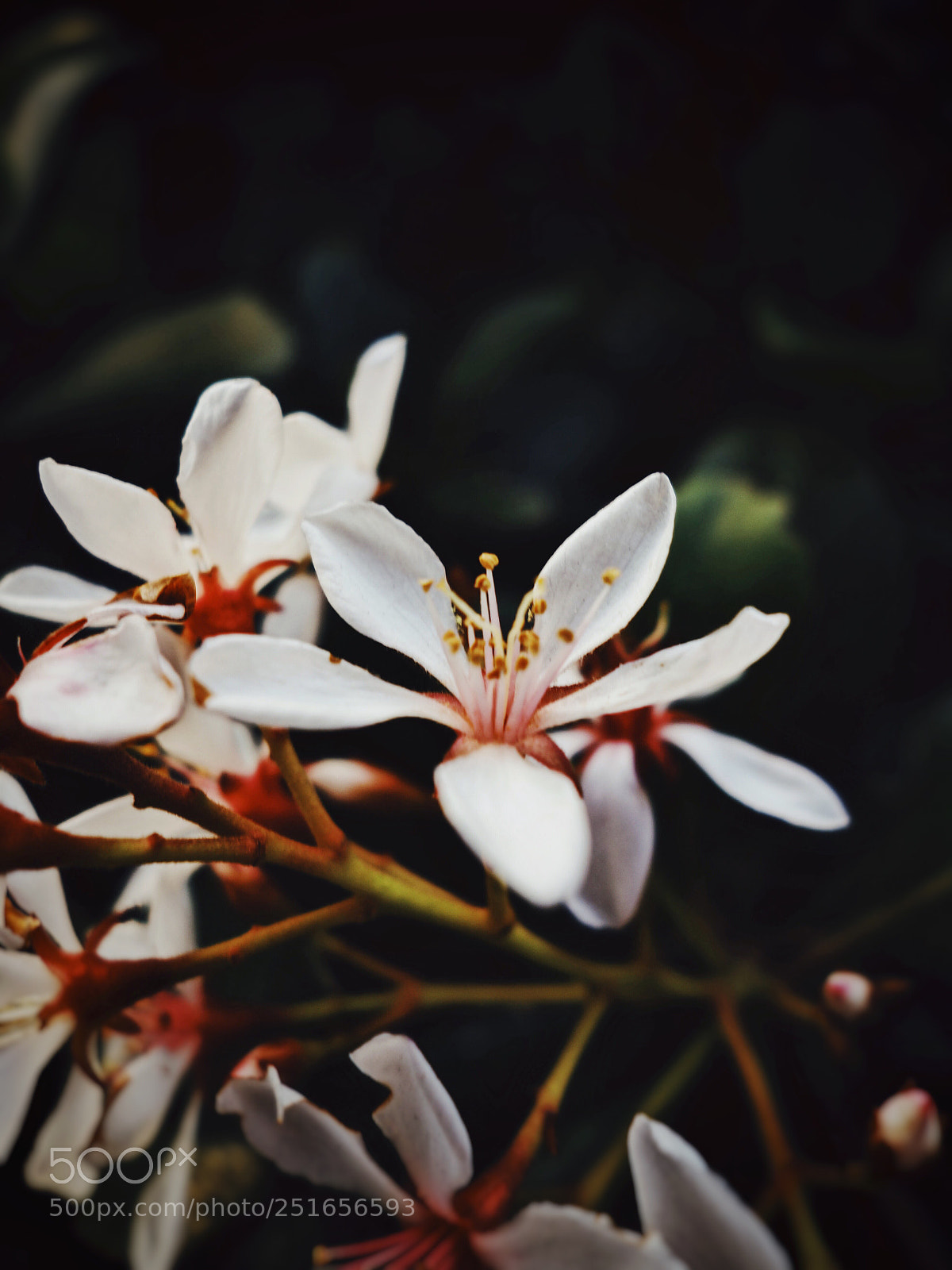 Sony Cyber-shot DSC-RX100 sample photo. White flowers photography
