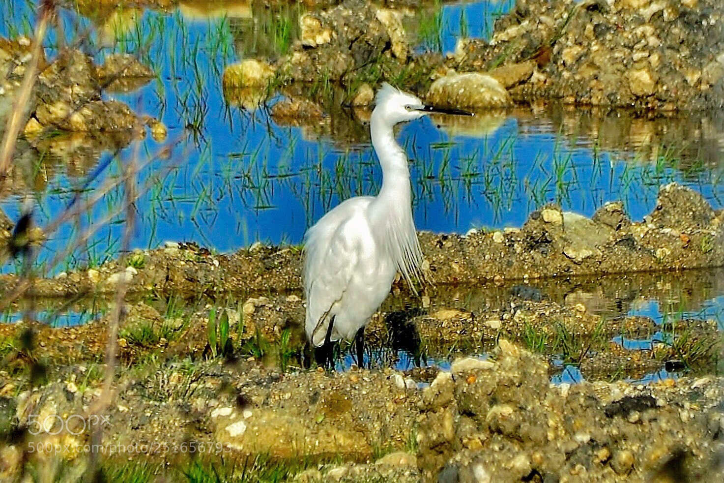 Nikon D7000 sample photo. Pure beauty of heron photography