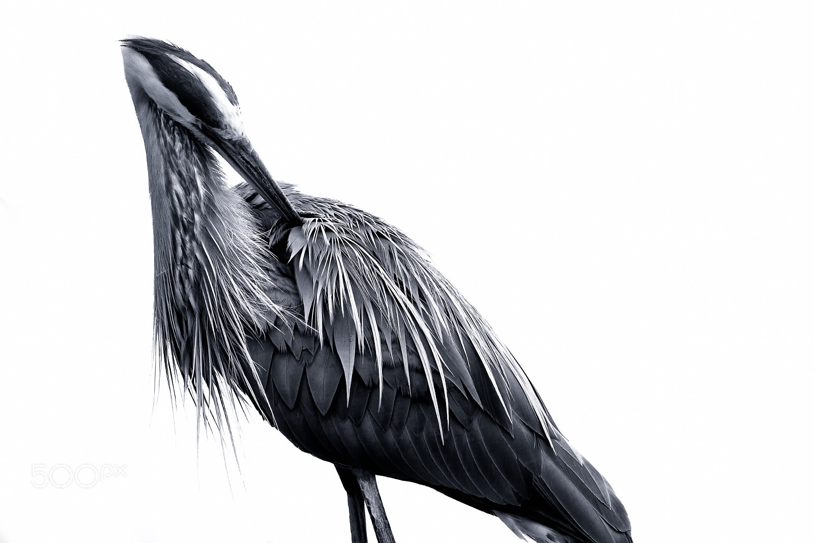 Canon EOS 5D Mark IV sample photo. Great blue heron photography